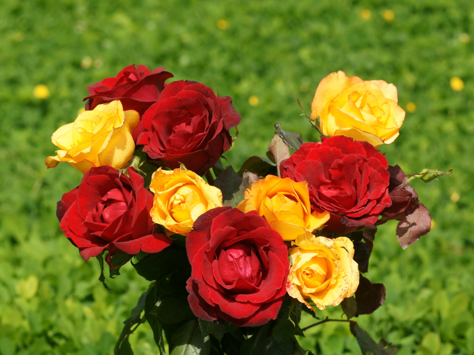 Red And Yellow Flowers Wallpapers