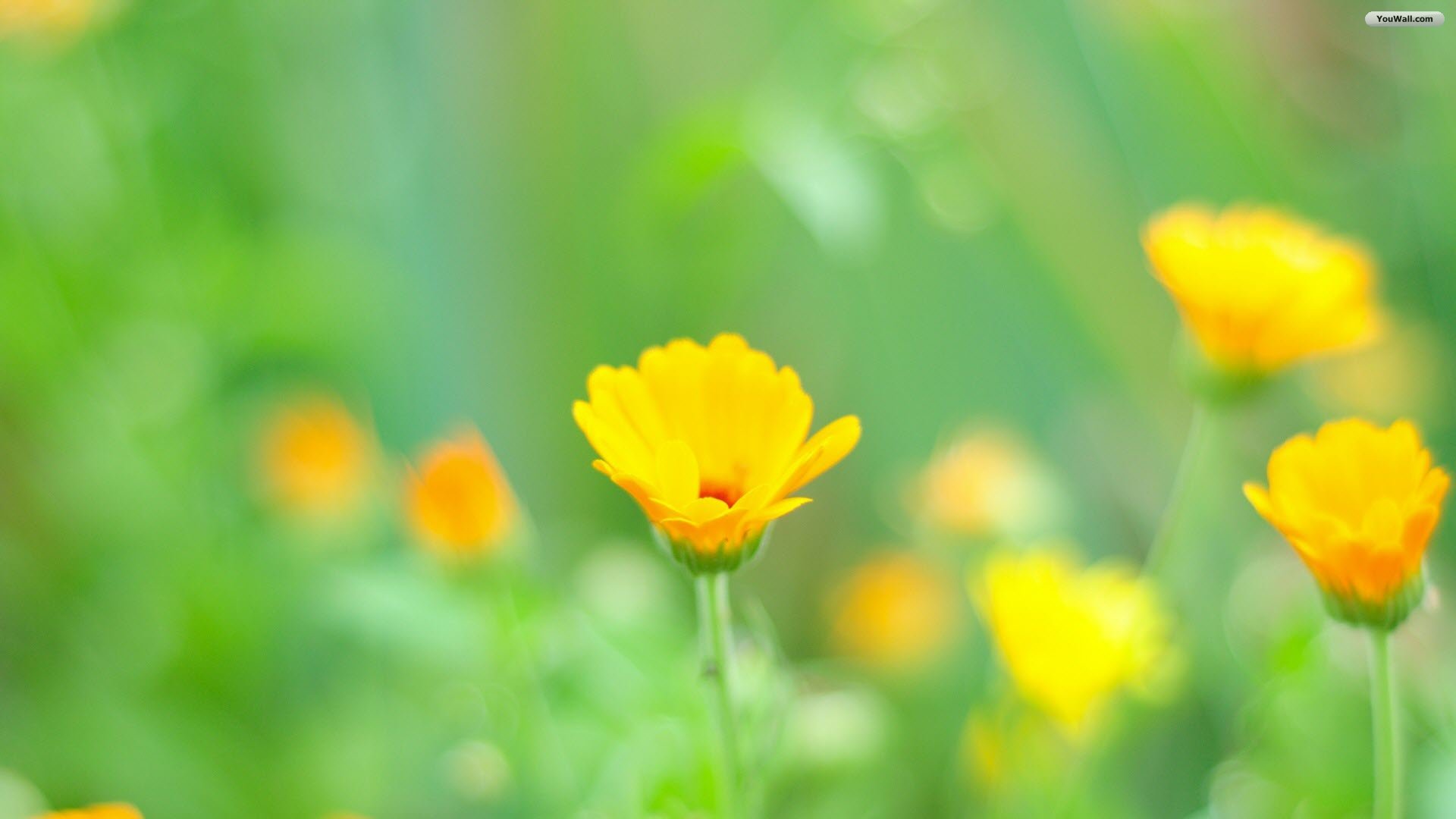 Red And Yellow Flowers Wallpapers