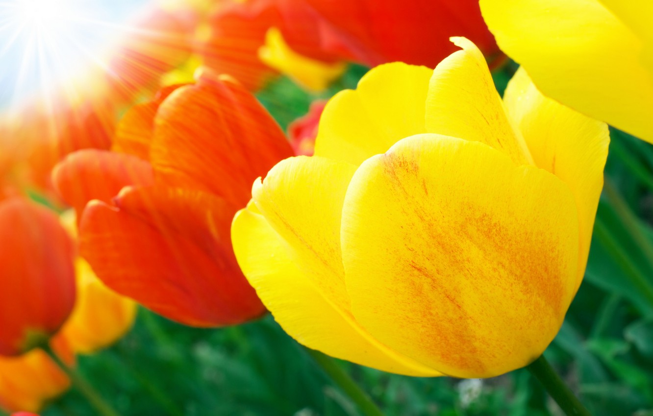 Red And Yellow Flowers Wallpapers