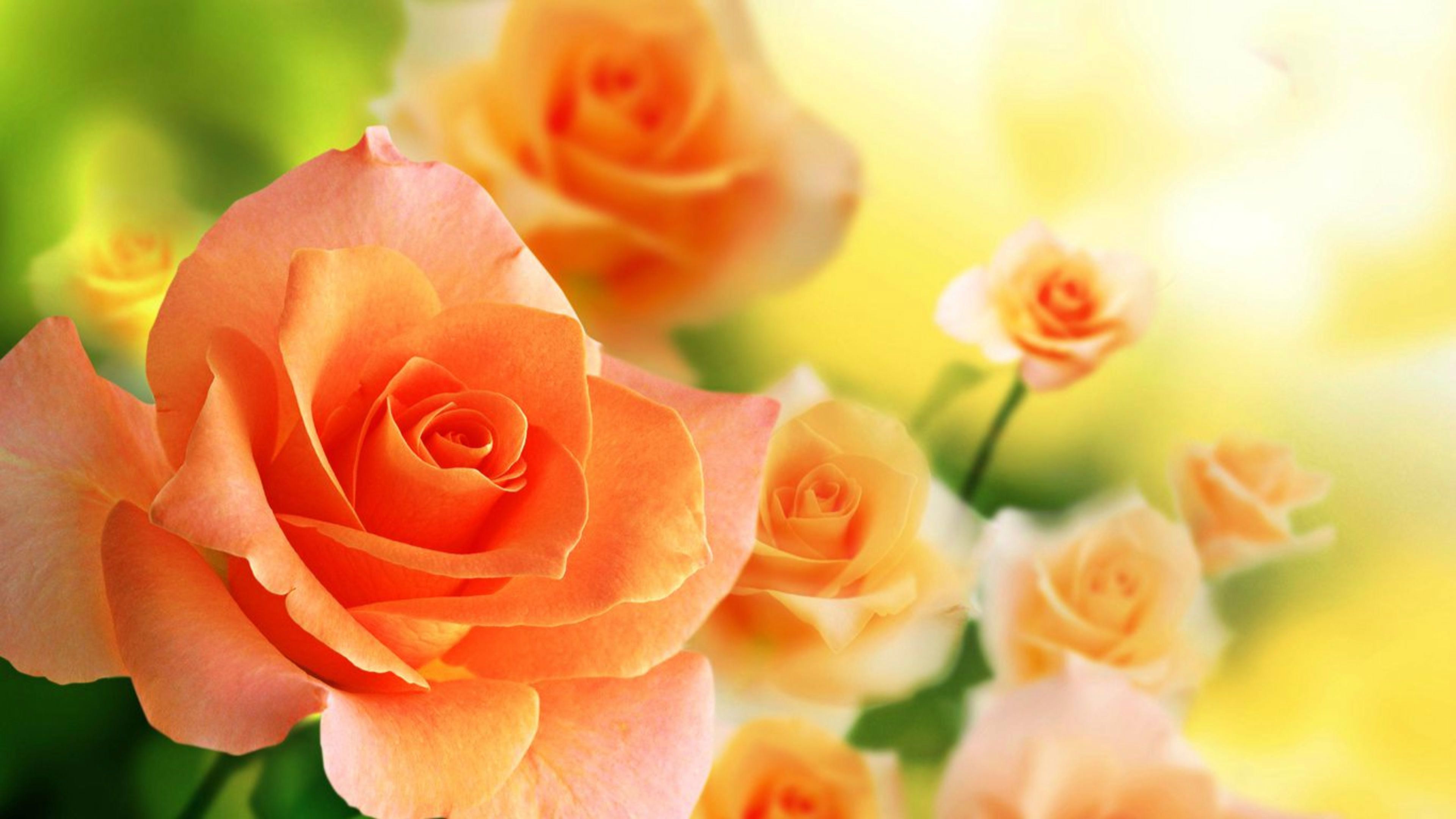 Red And Yellow Flowers Wallpapers