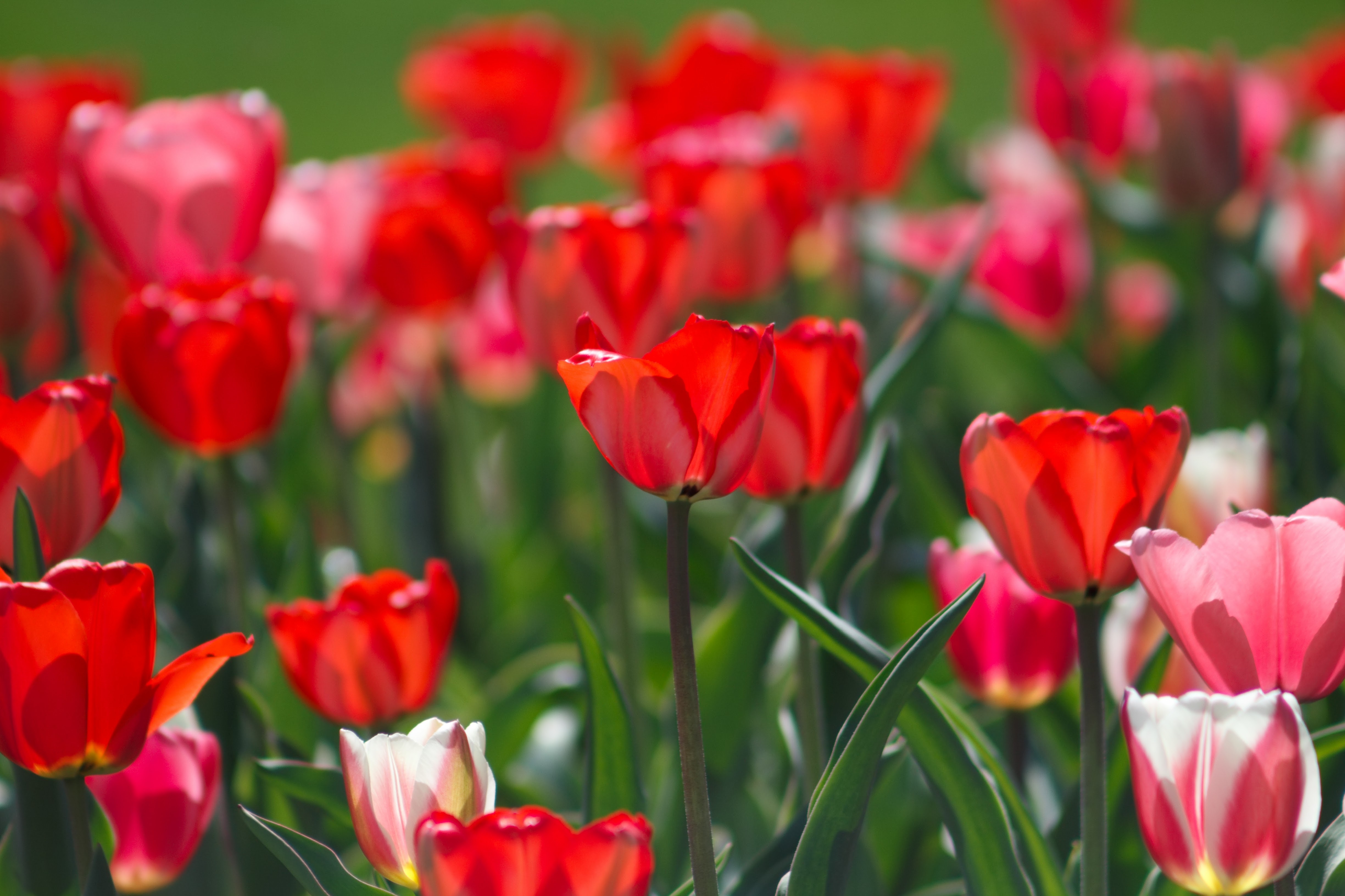 Red And Yellow Flowers Wallpapers