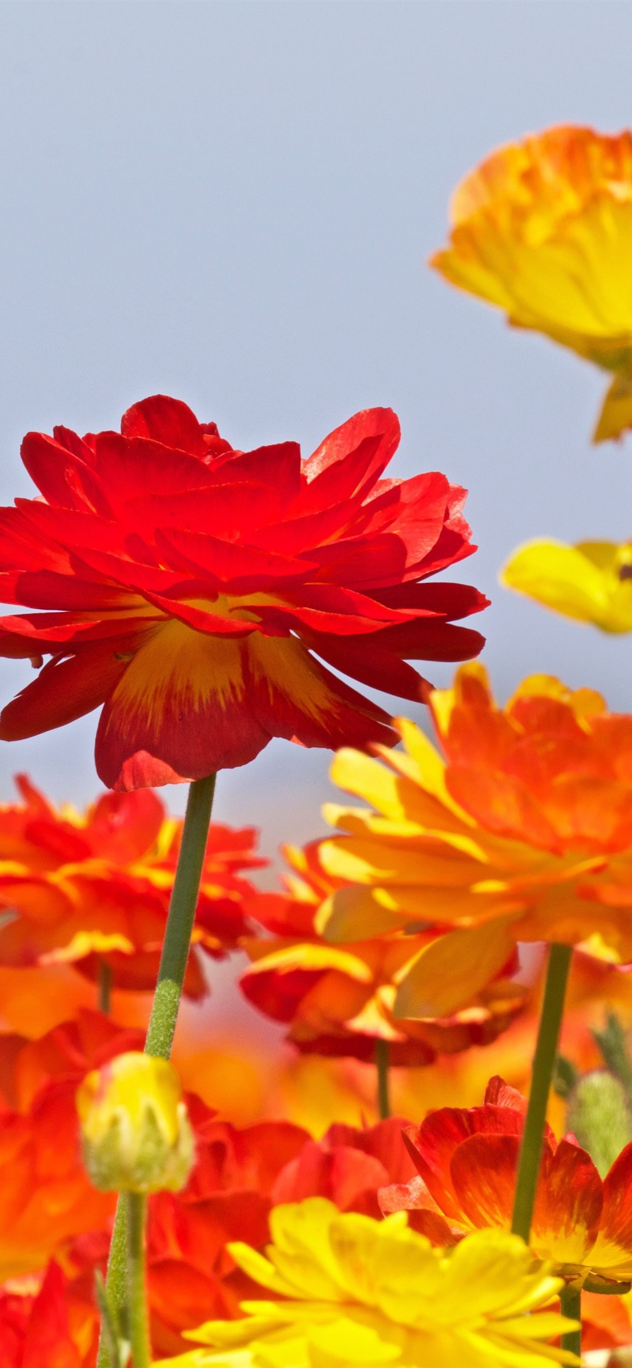 Red And Yellow Flowers Wallpapers