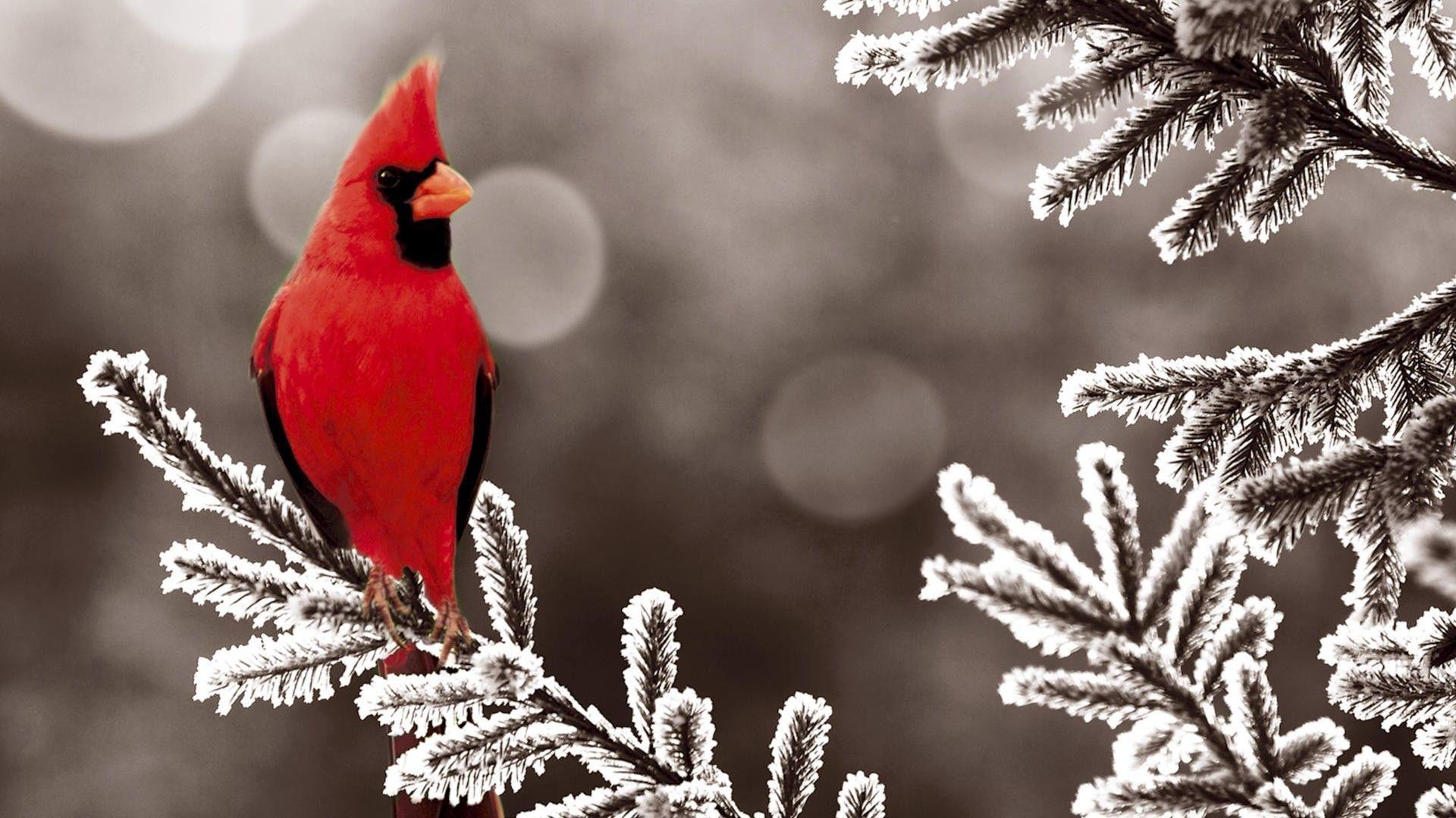 Red Bird Wallpapers