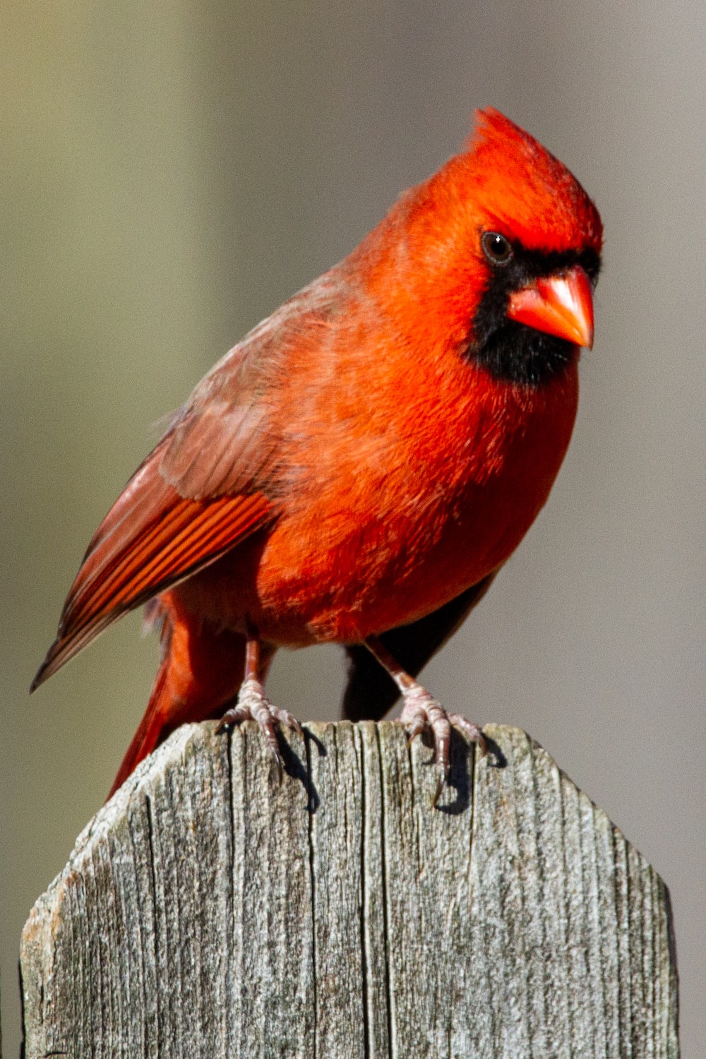 Red Bird Wallpapers