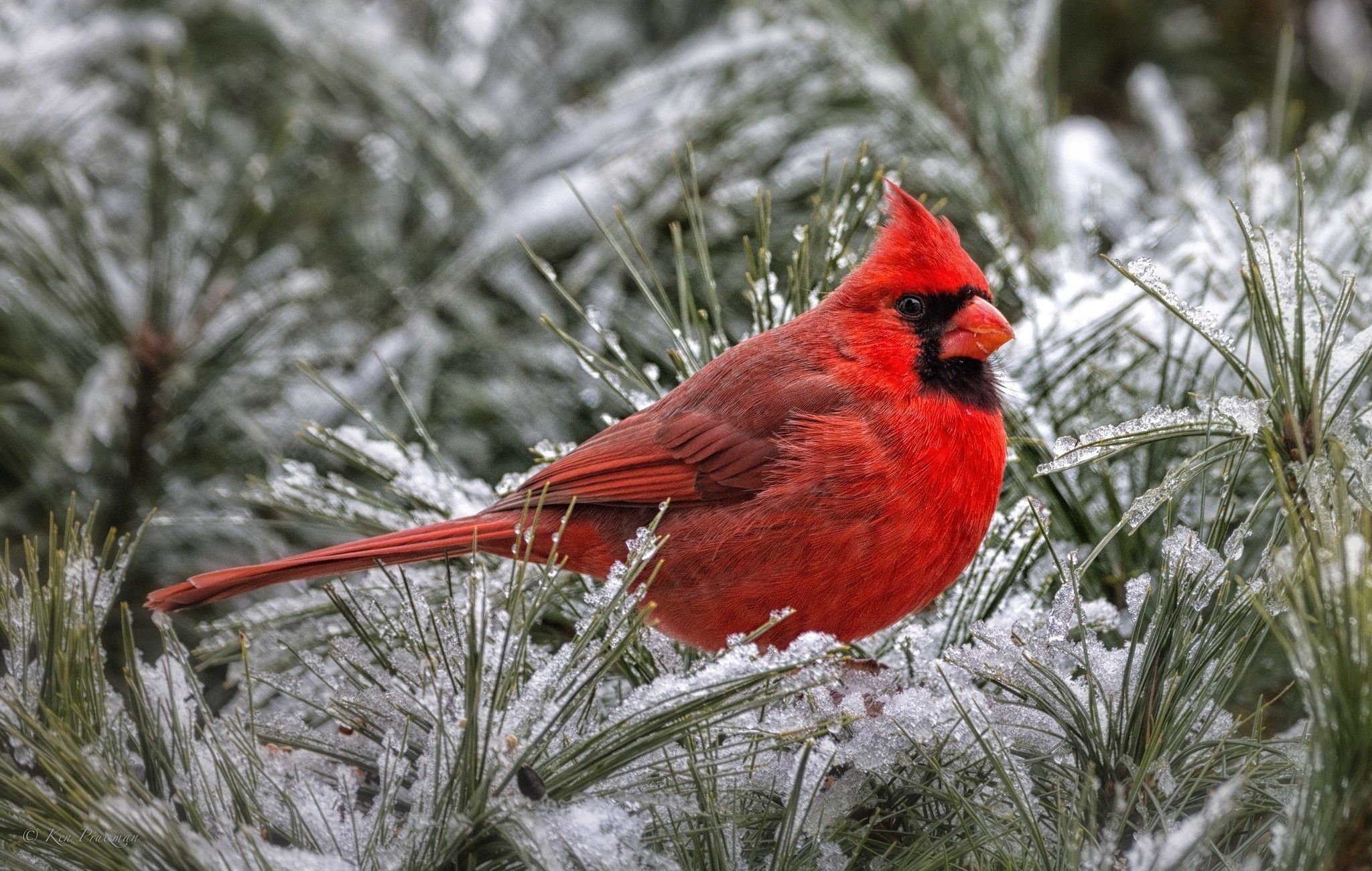 Red Bird Wallpapers