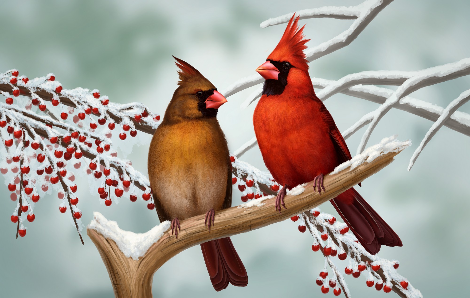 Red Bird Wallpapers