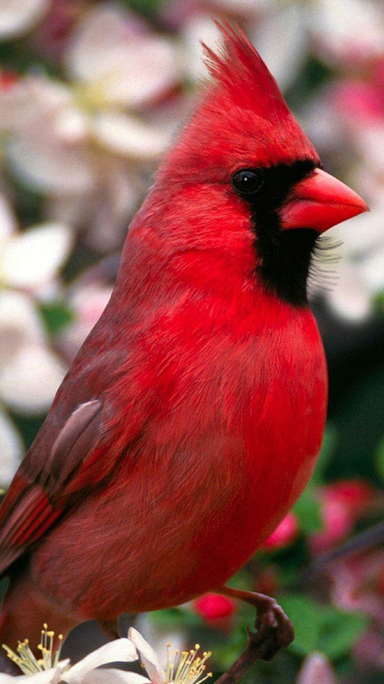 Red Bird Wallpapers