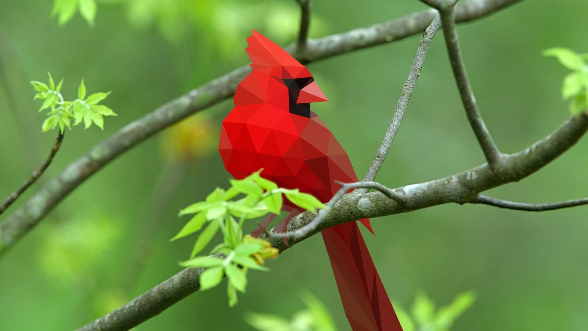 Red Bird Wallpapers