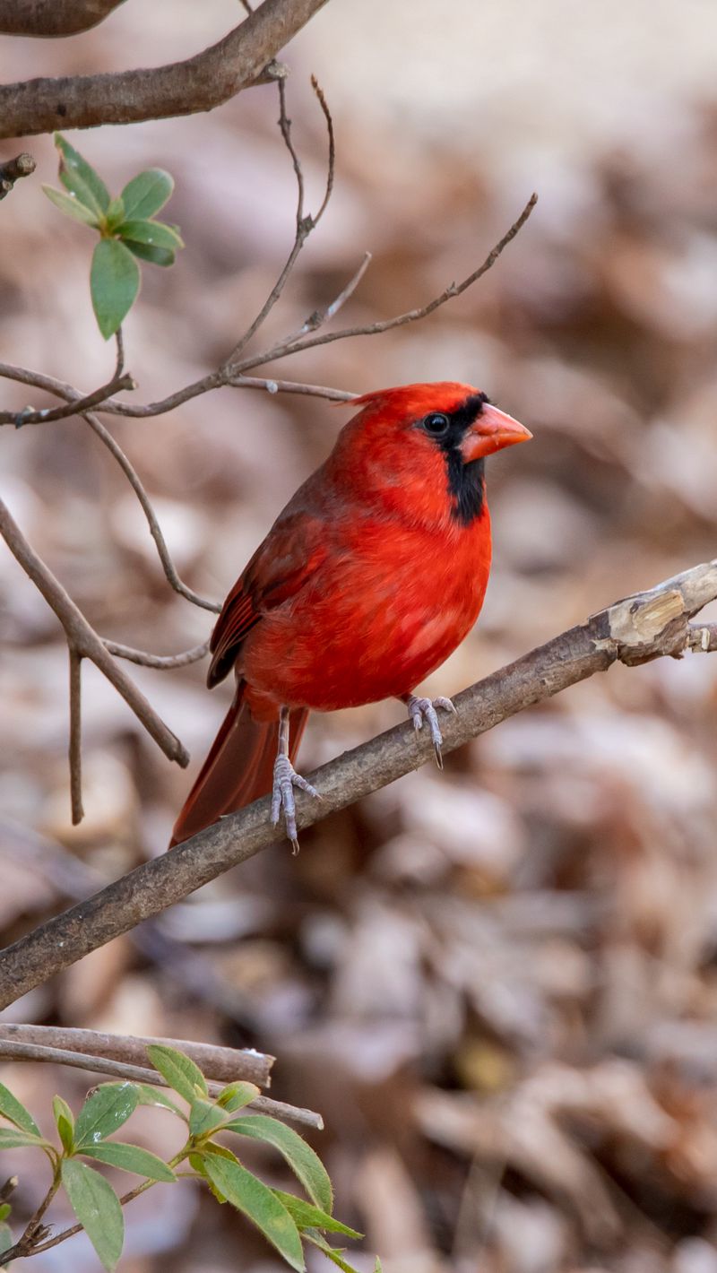 Red Bird Wallpapers