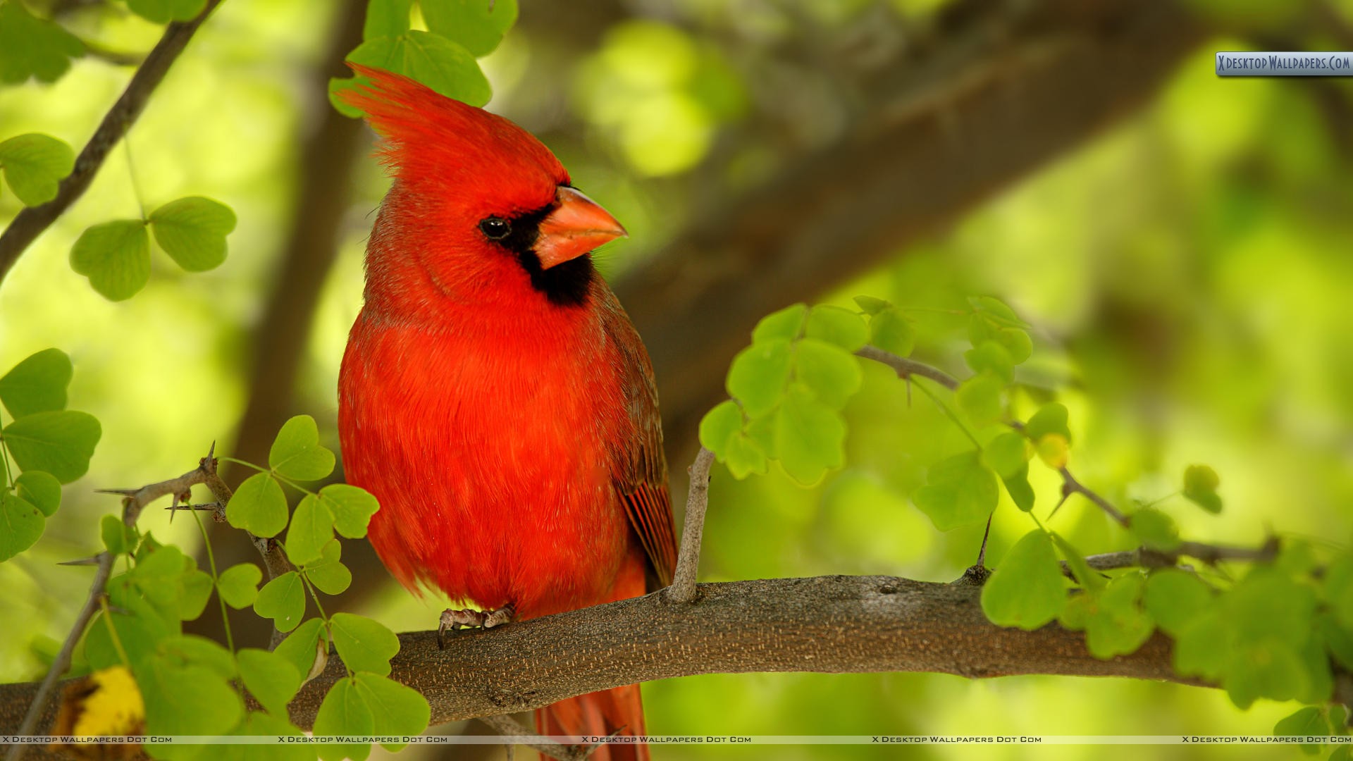 Red Bird Wallpapers