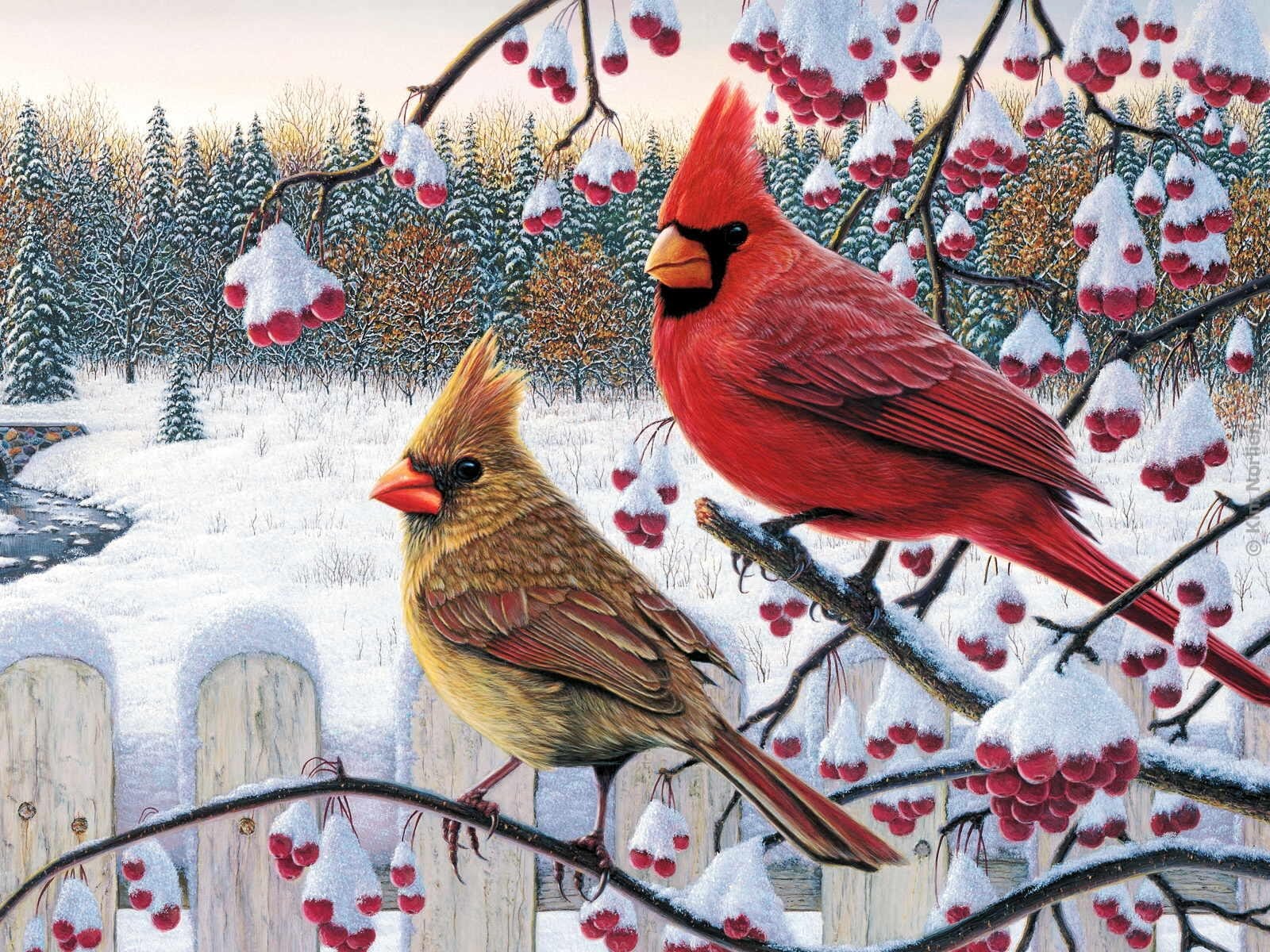 Red Bird Wallpapers