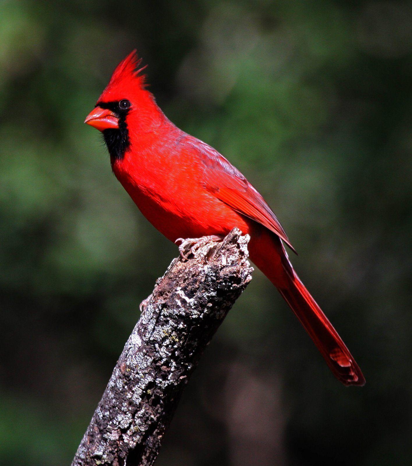 Red Bird Wallpapers