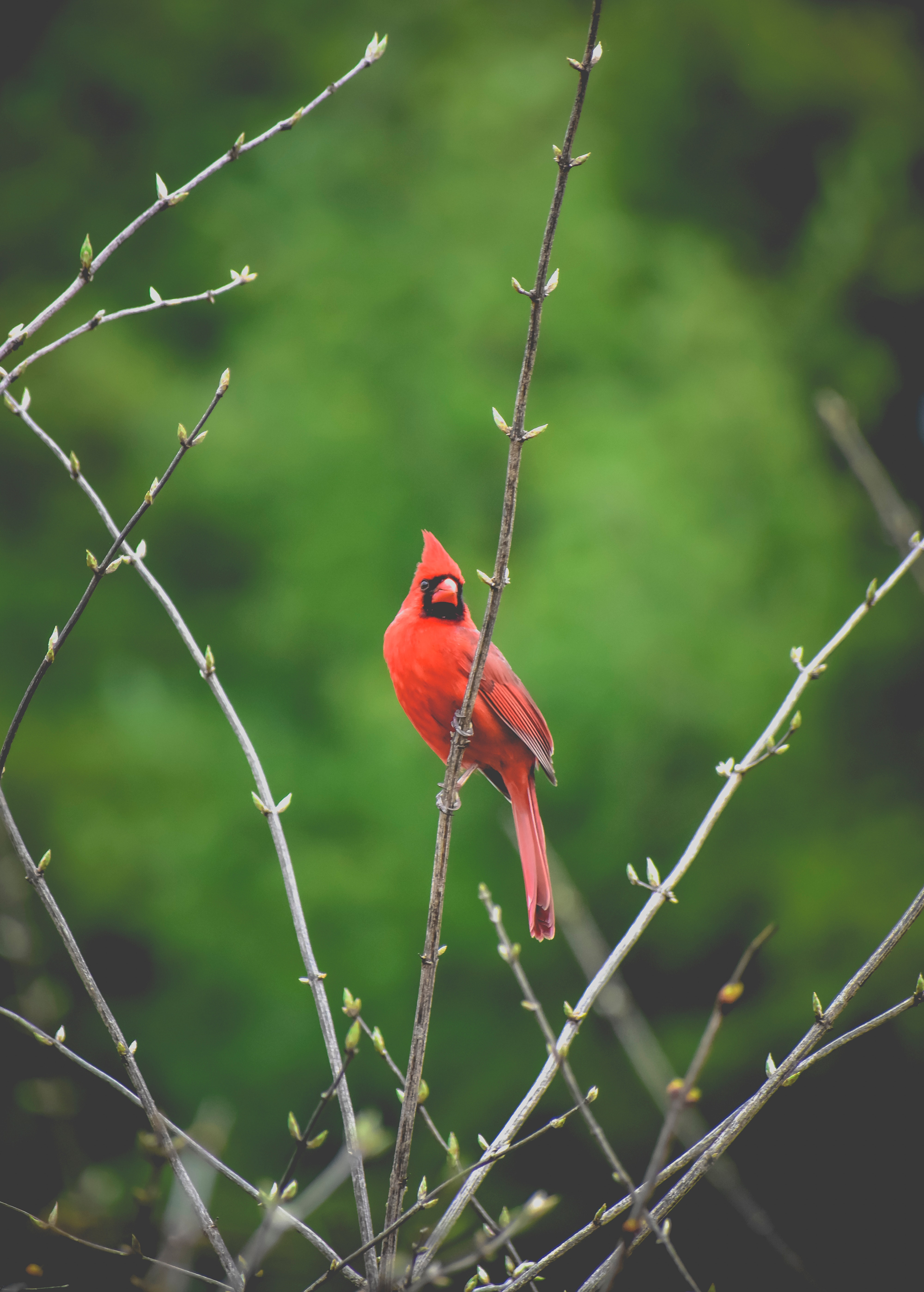 Red Bird Wallpapers