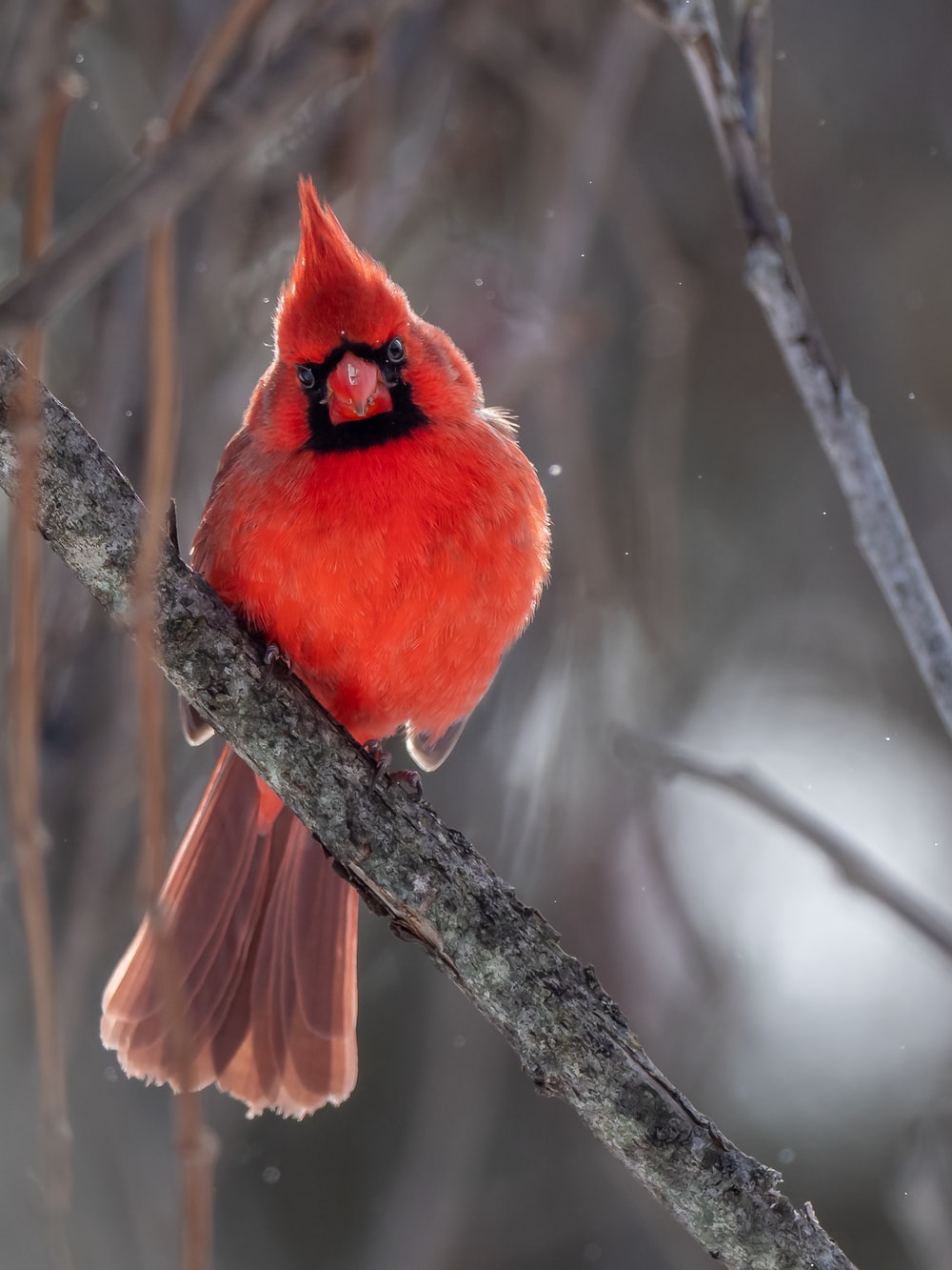 Red Bird Wallpapers