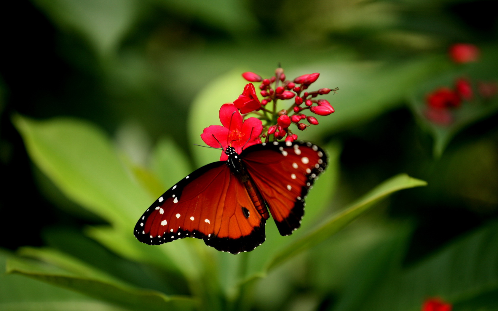 Red Butterfly Hd Wallpapers