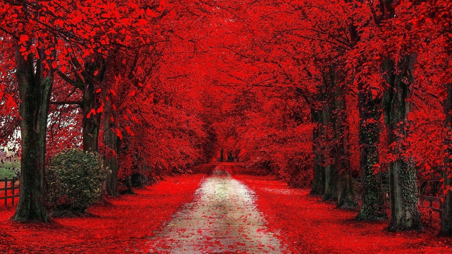 Red Cherry Hd Wallpapers