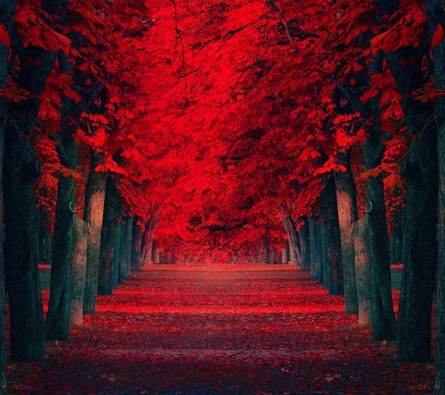 Red Colour Wallpapers