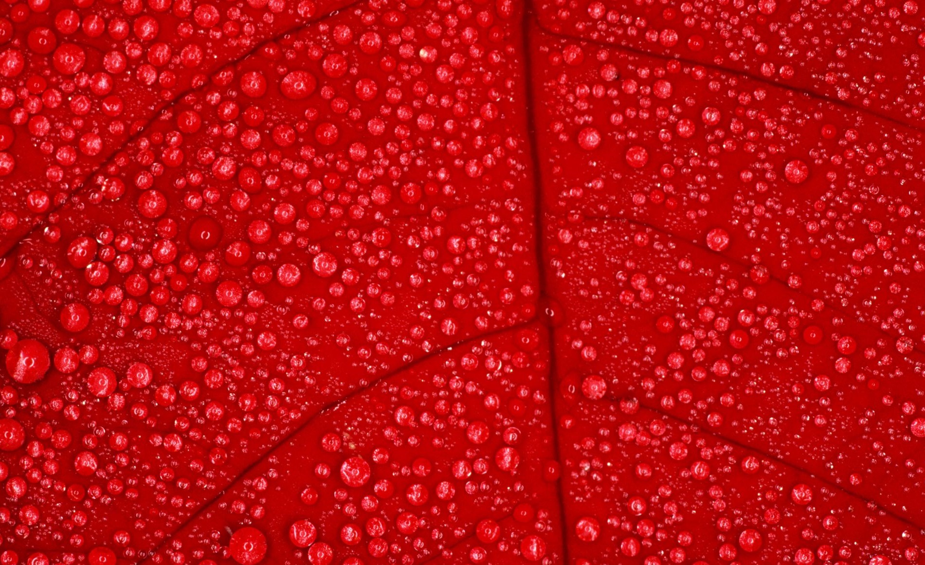 Red Colour Wallpapers