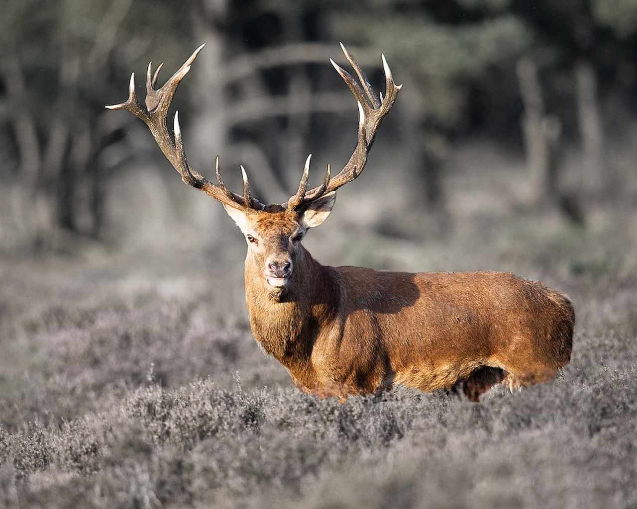 Red Deer Wallpapers