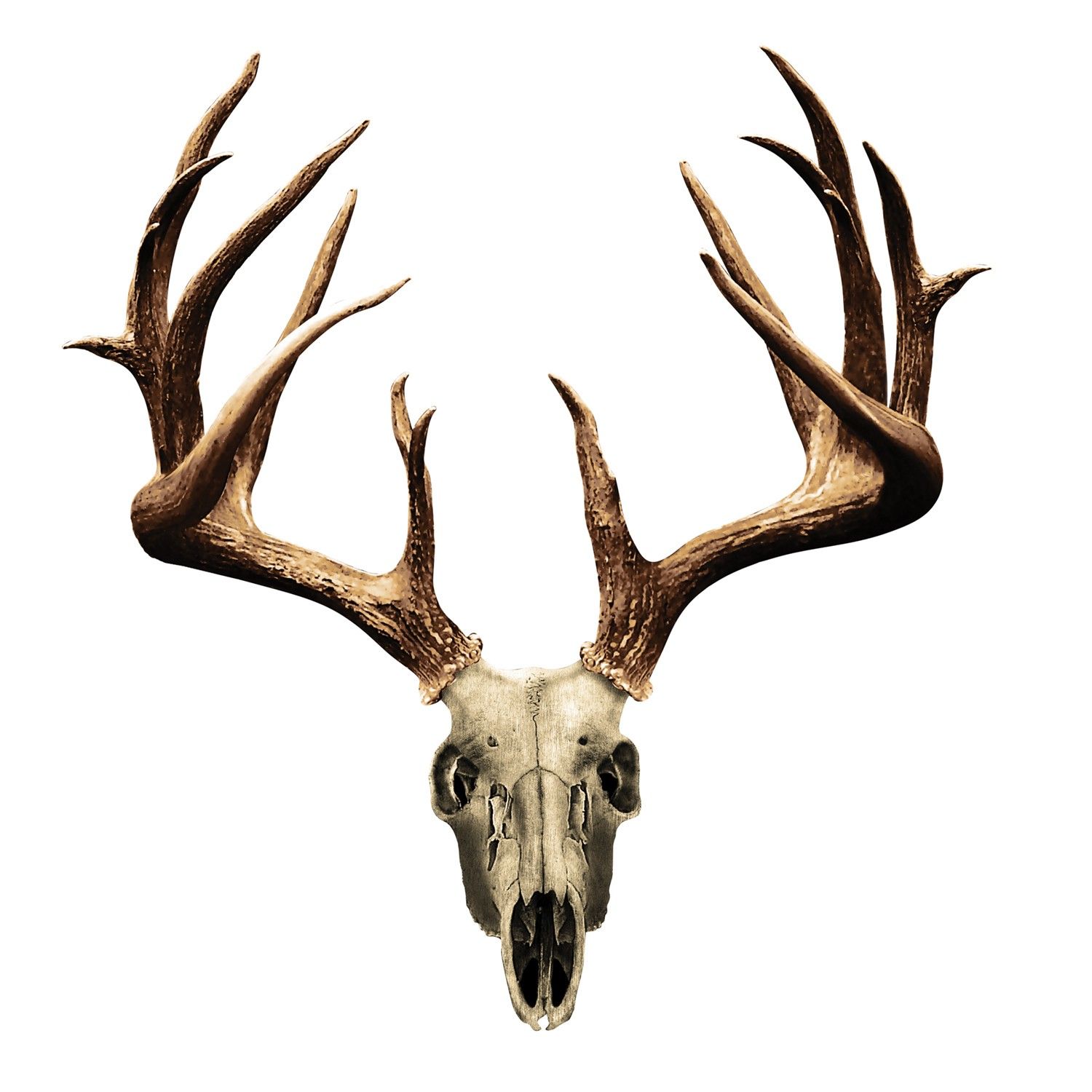 Red Deer Skull Wallpapers