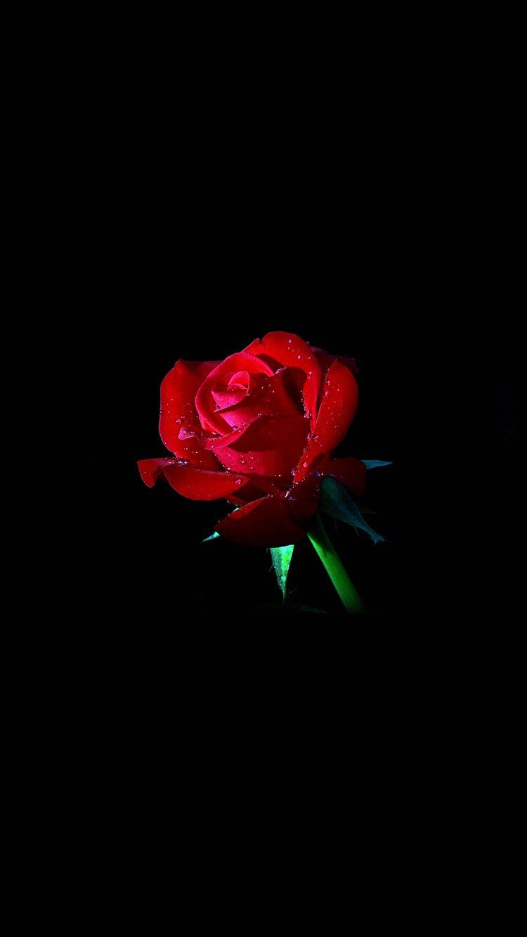 Red Flower Iphone Wallpapers