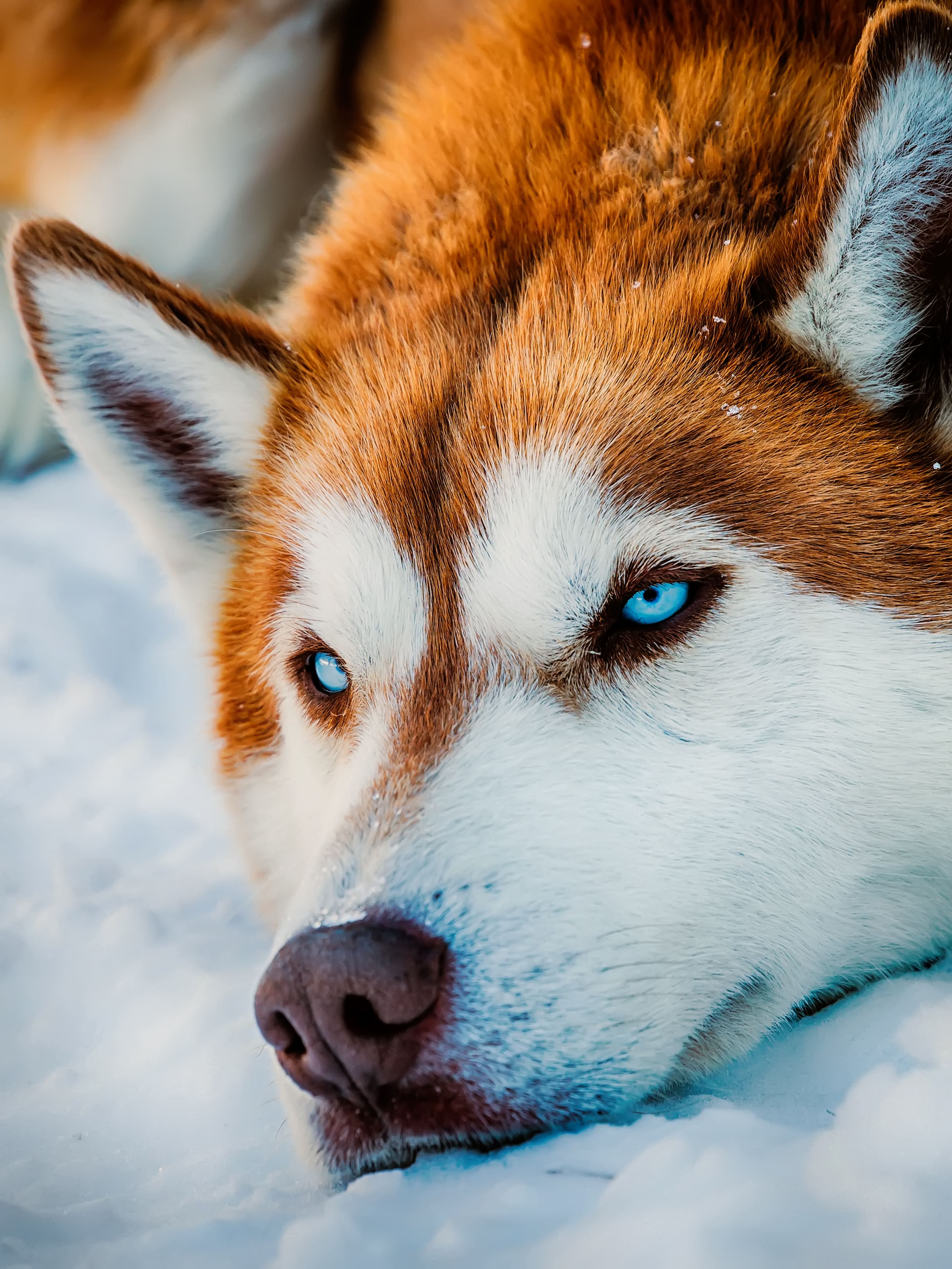 Red Husky Wallpapers