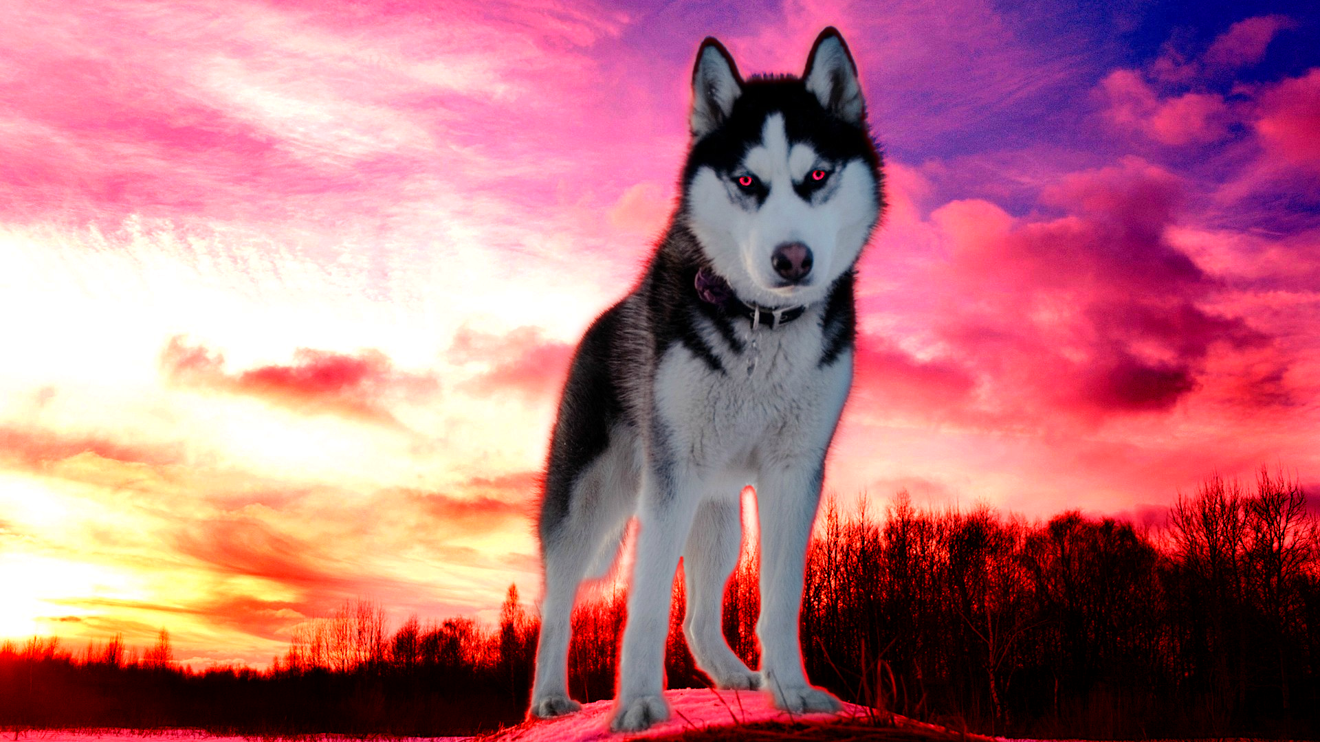 Red Husky Wallpapers