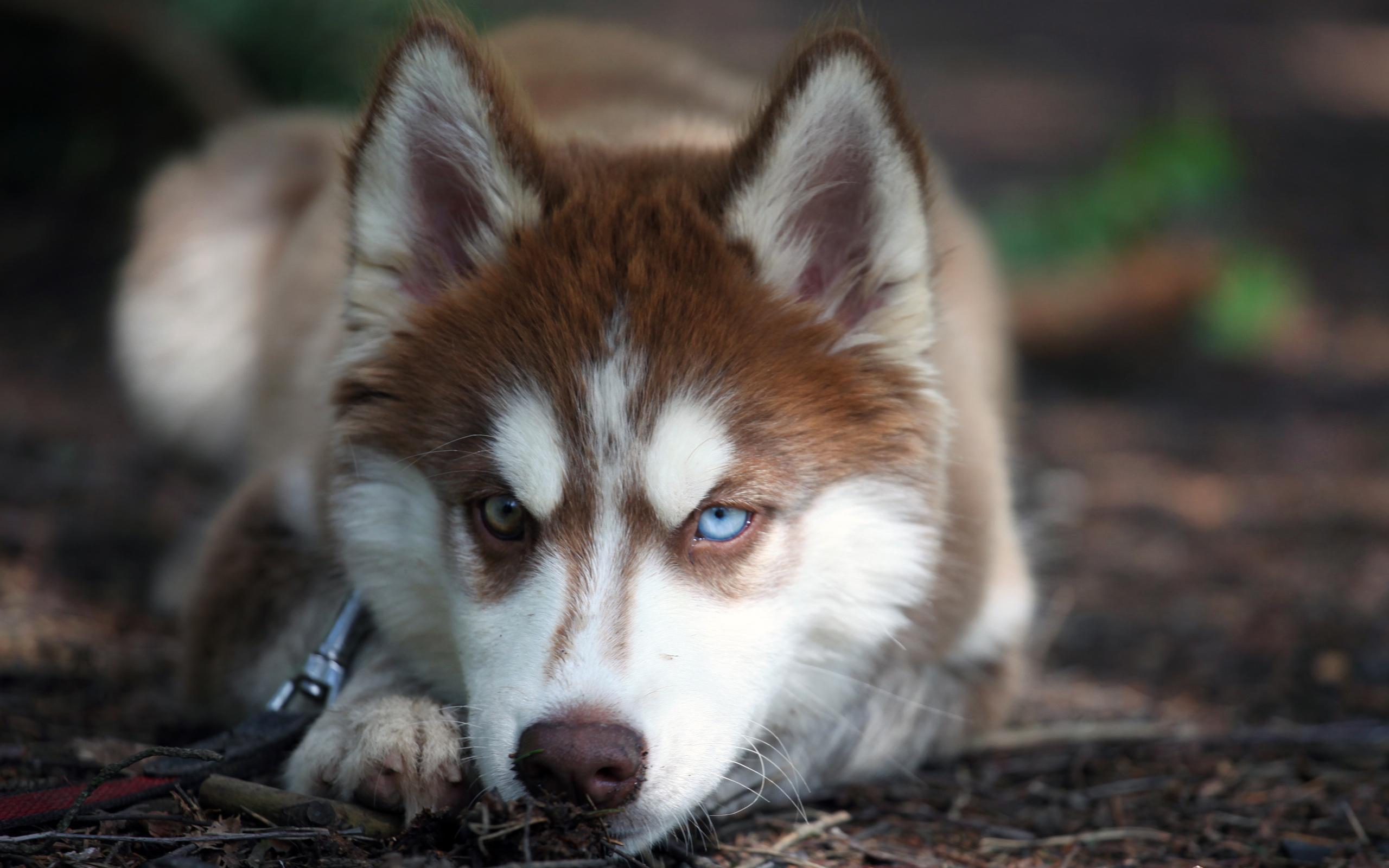 Red Husky Wallpapers