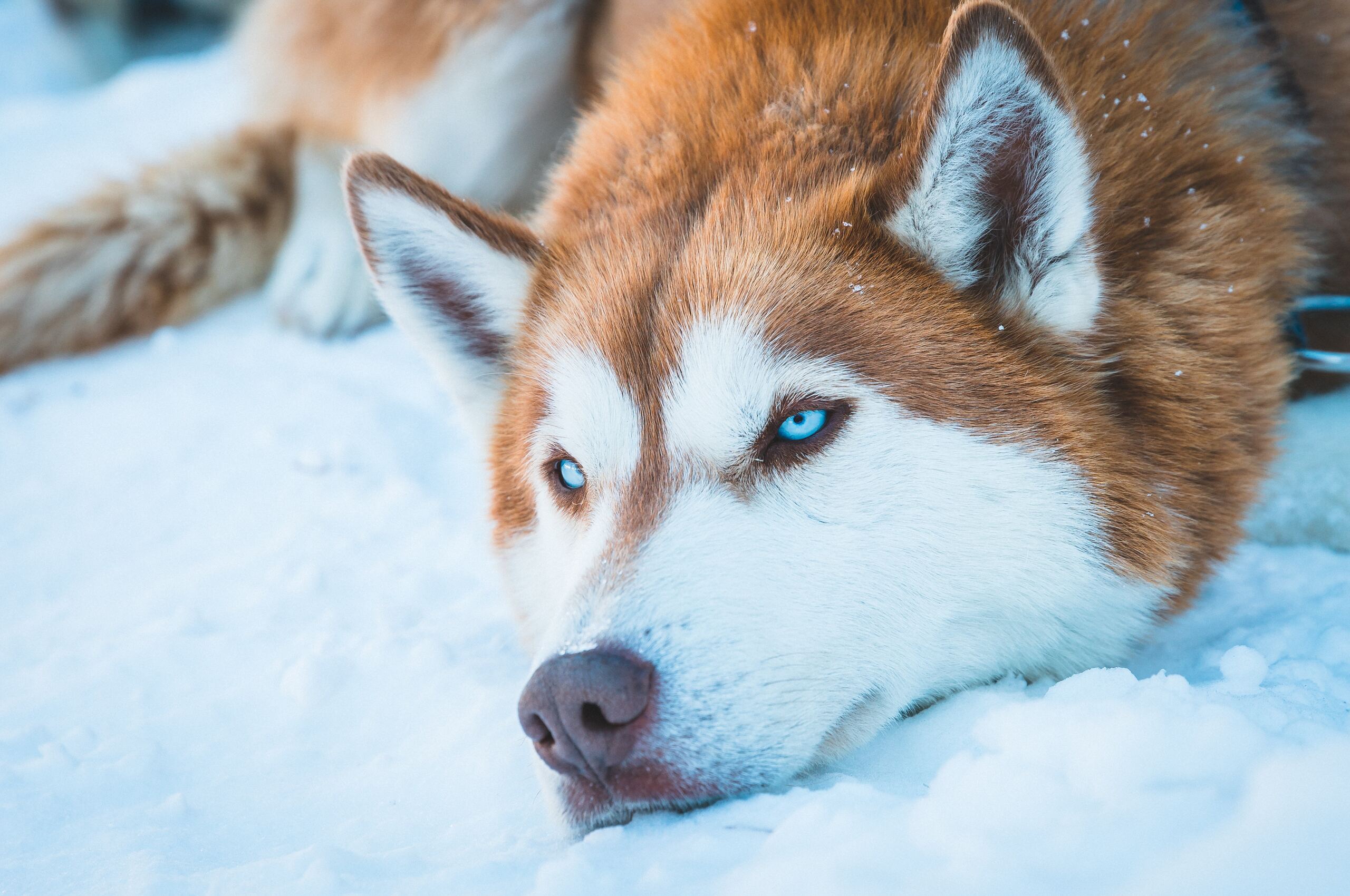 Red Husky Wallpapers