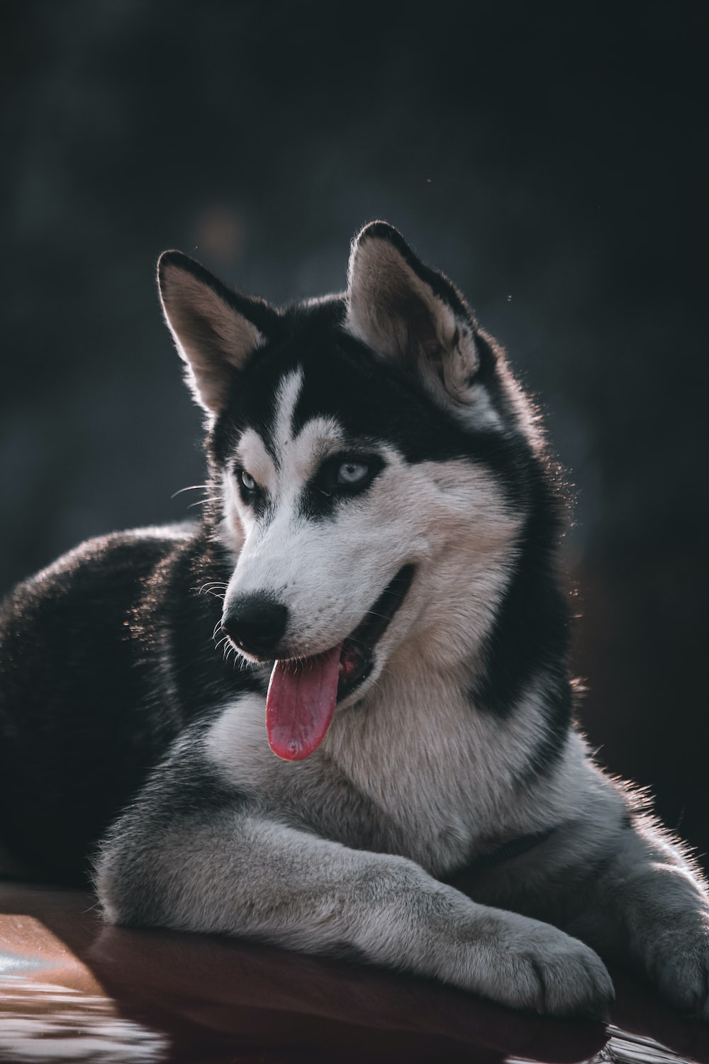 Red Husky Wallpapers