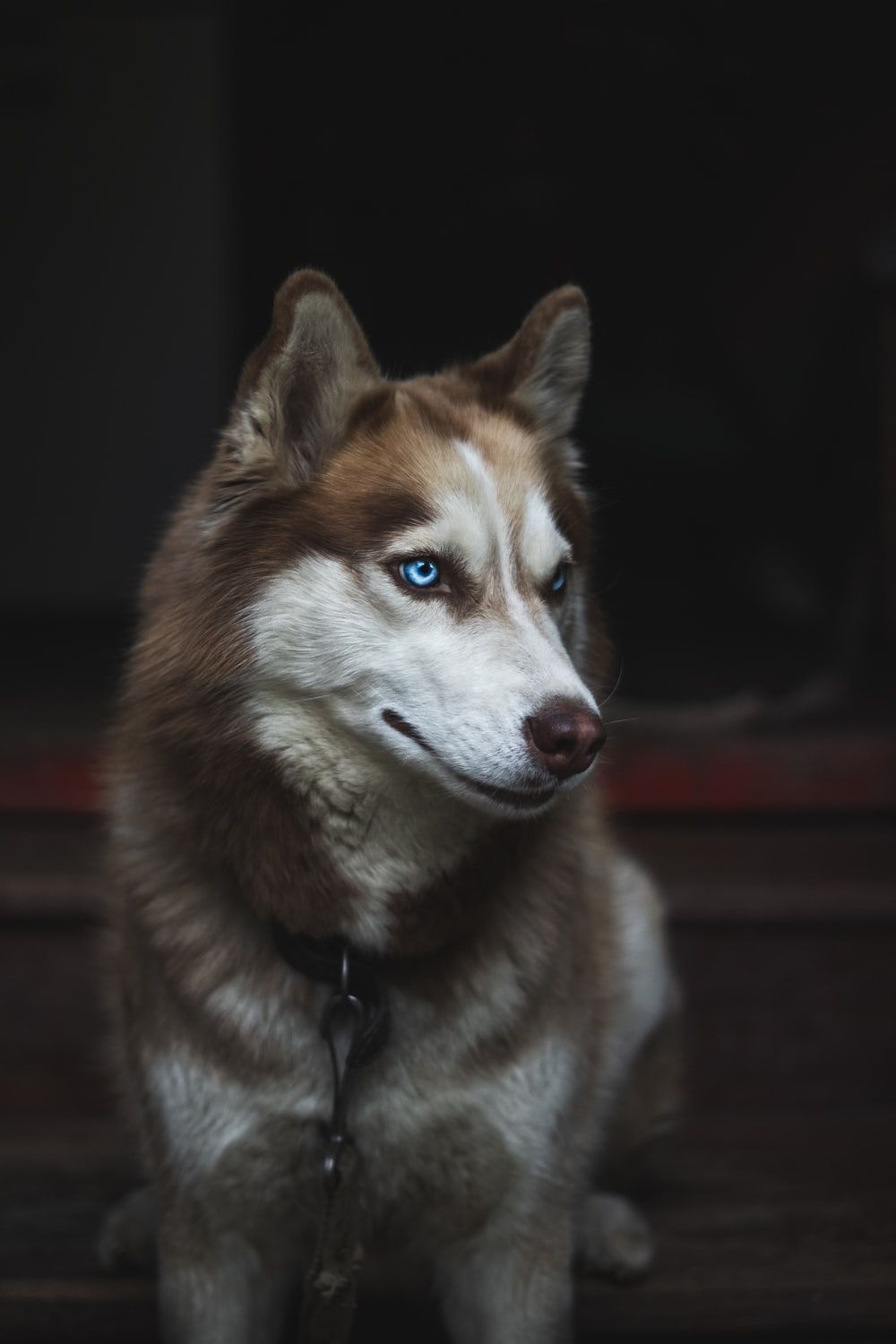 Red Husky Wallpapers