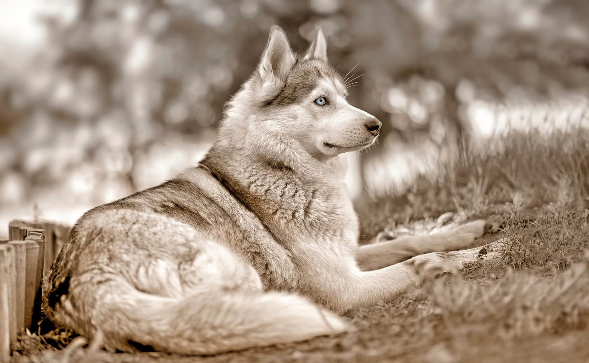 Red Husky Wallpapers