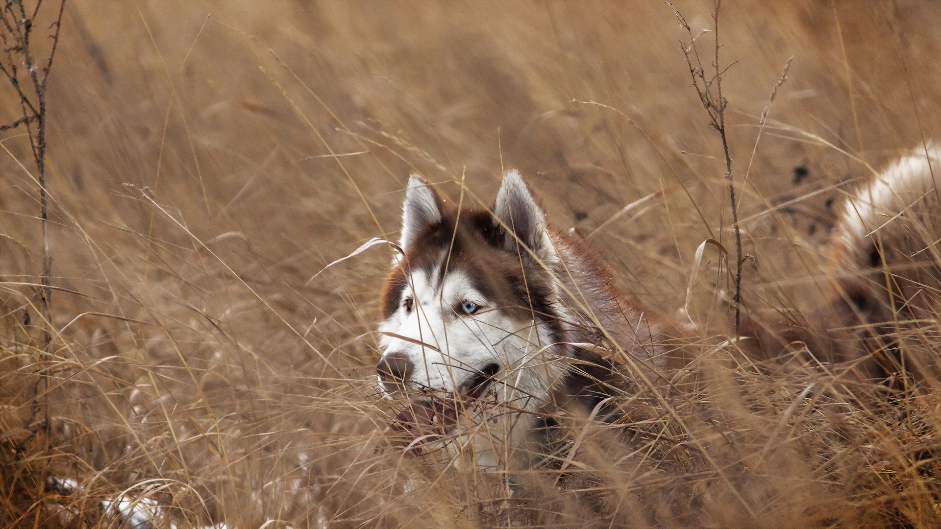 Red Husky Wallpapers