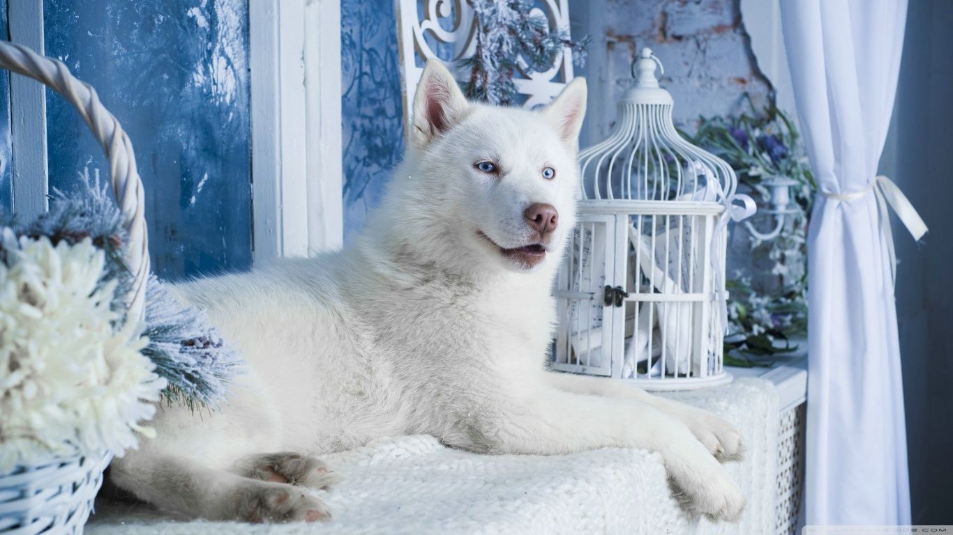 Red Husky Wallpapers