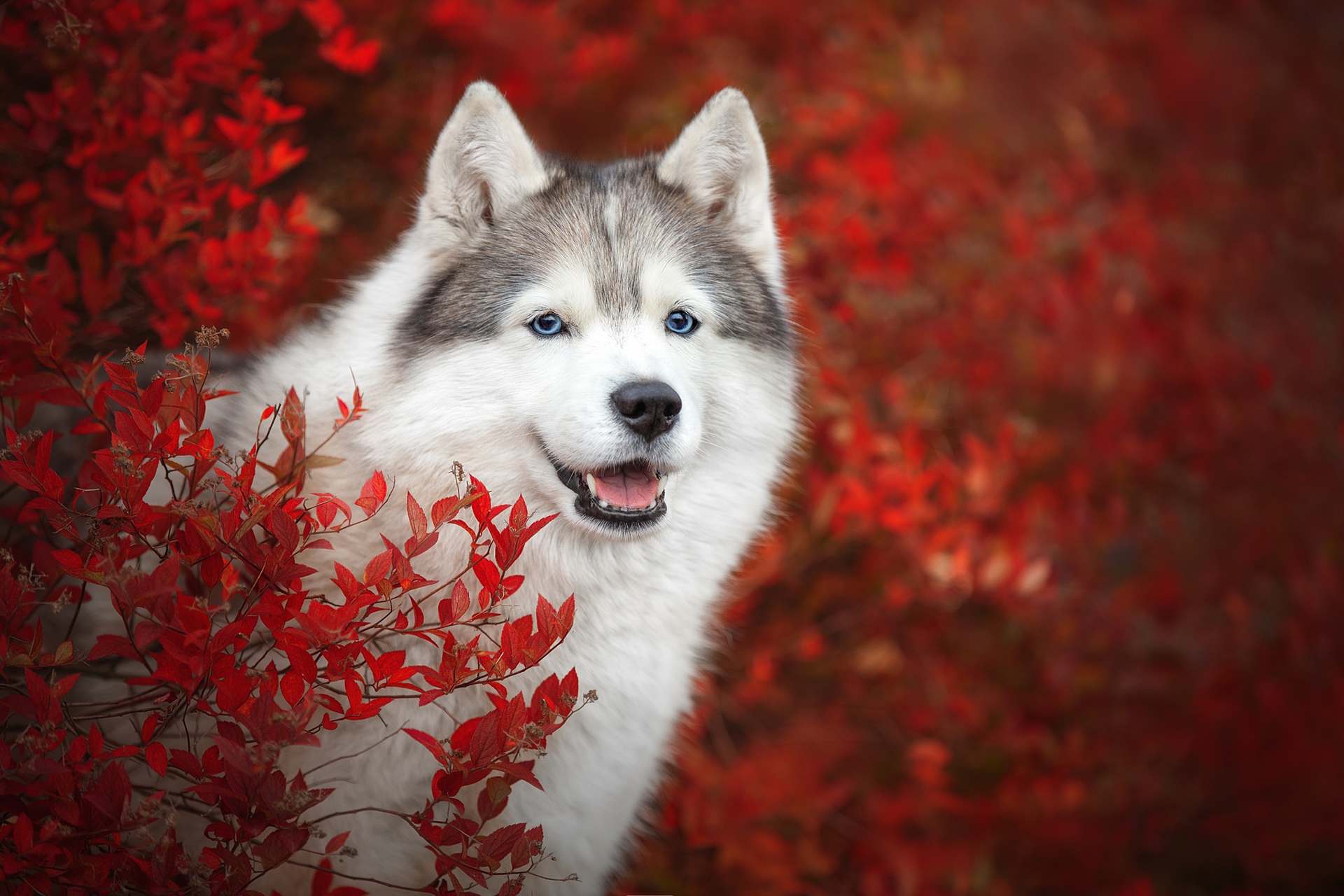 Red Husky Wallpapers