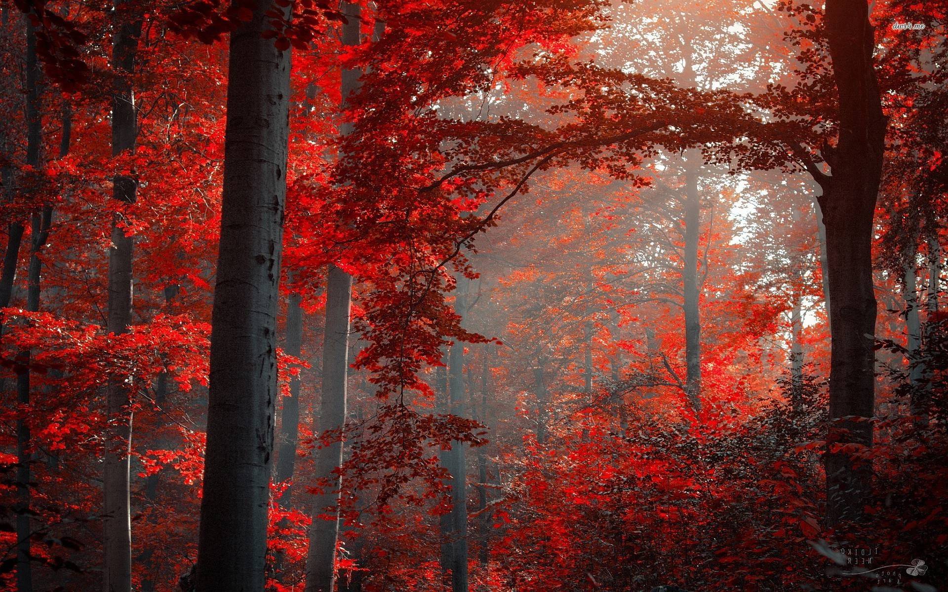 Red Nature Wallpapers