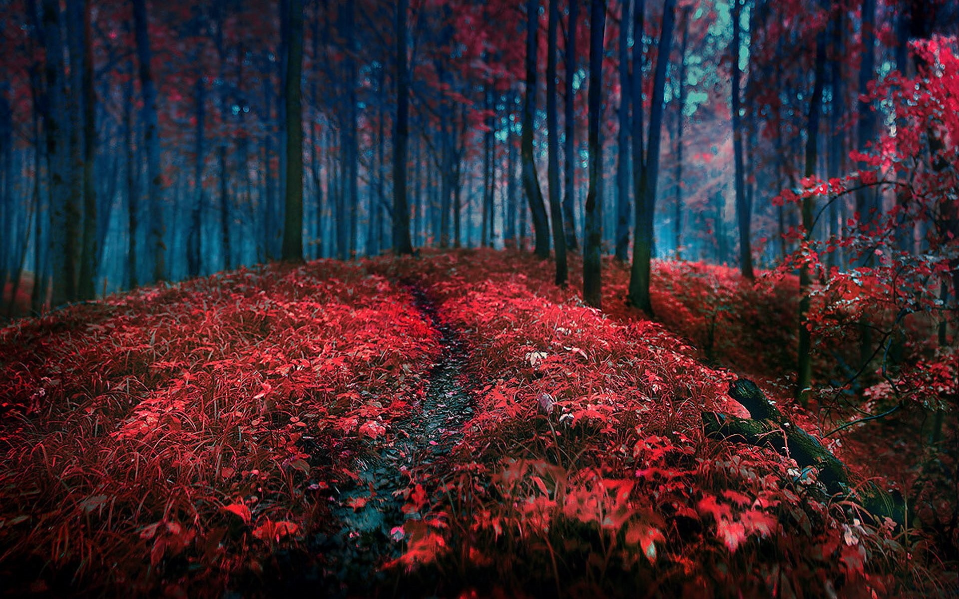 Red Nature Wallpapers