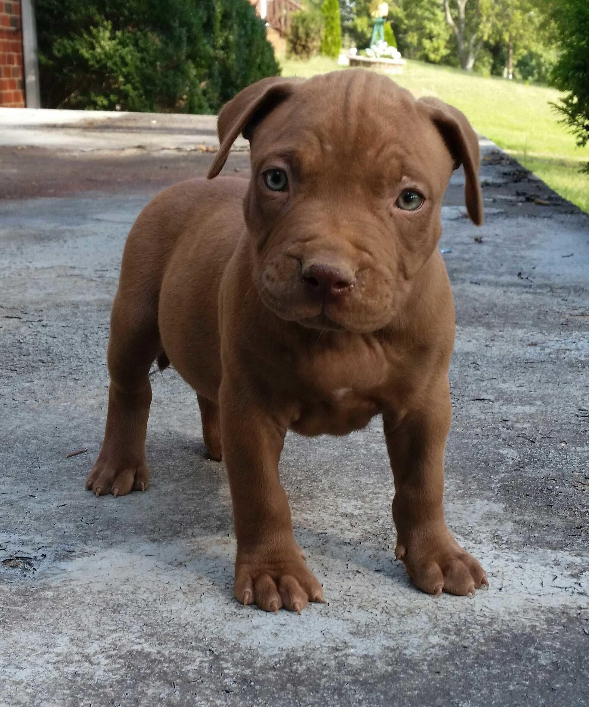 Red Nose Pitbull Wallpapers