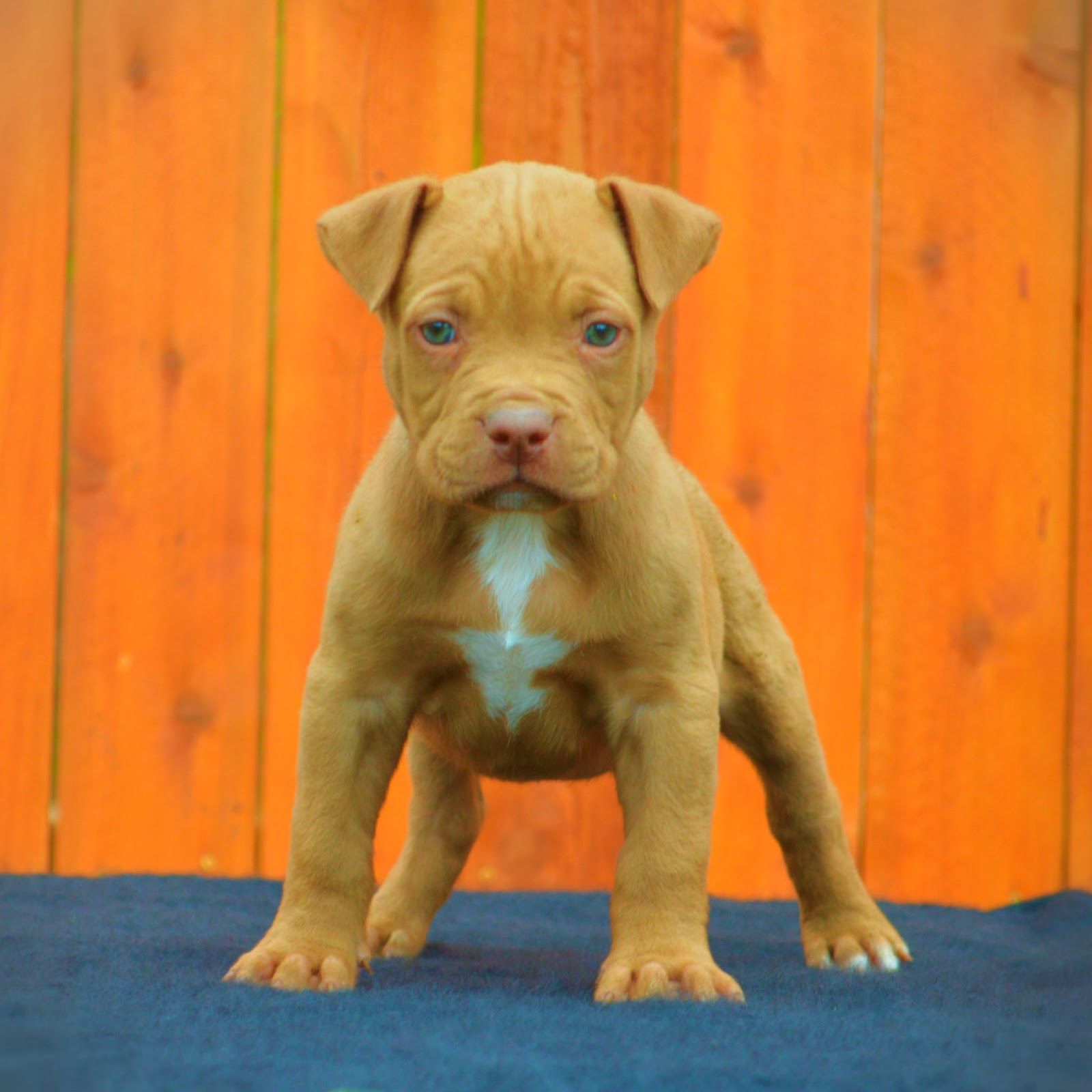 Red Nose Pitbull Wallpapers