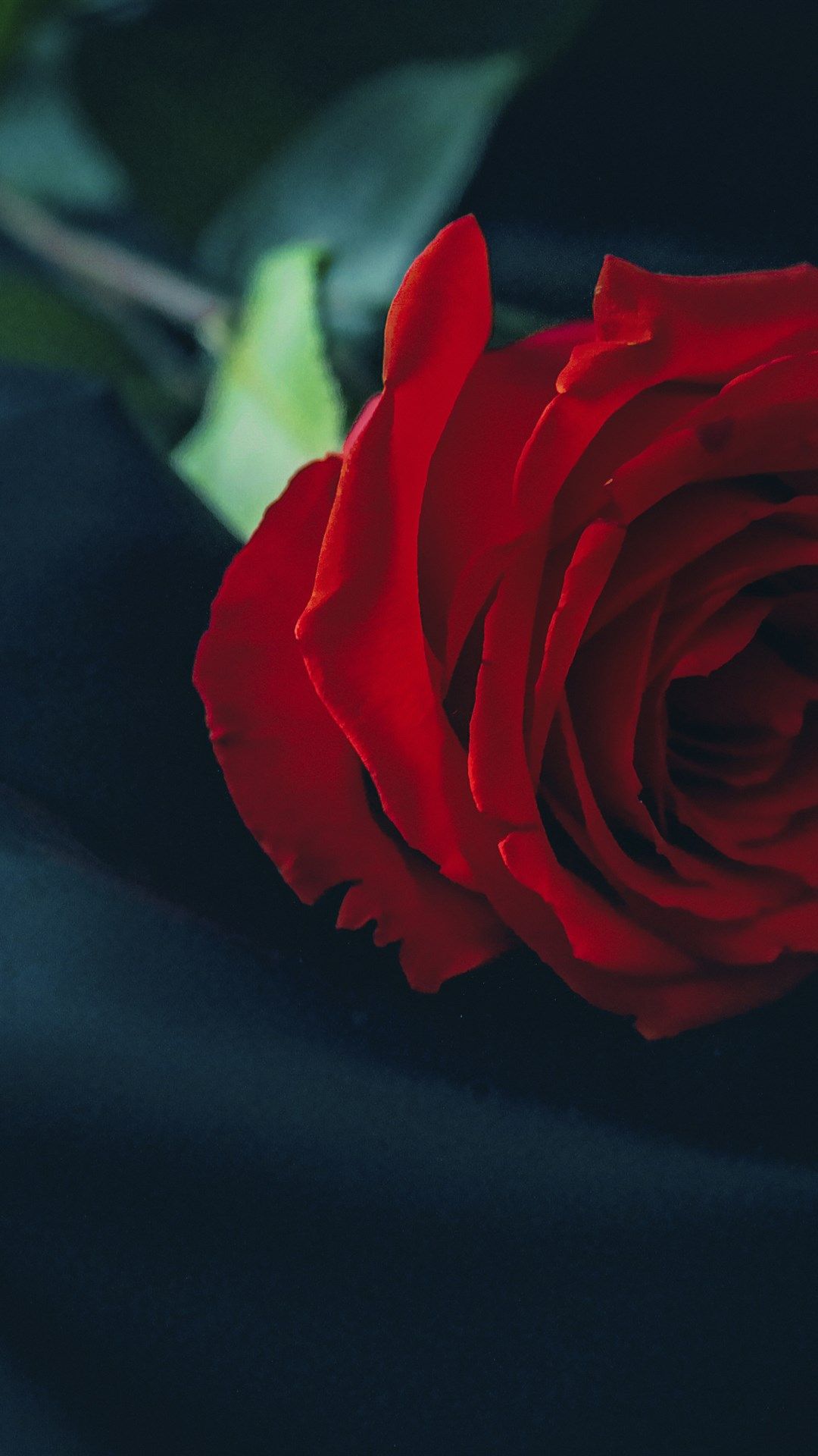 Red Rose 4K Wallpapers