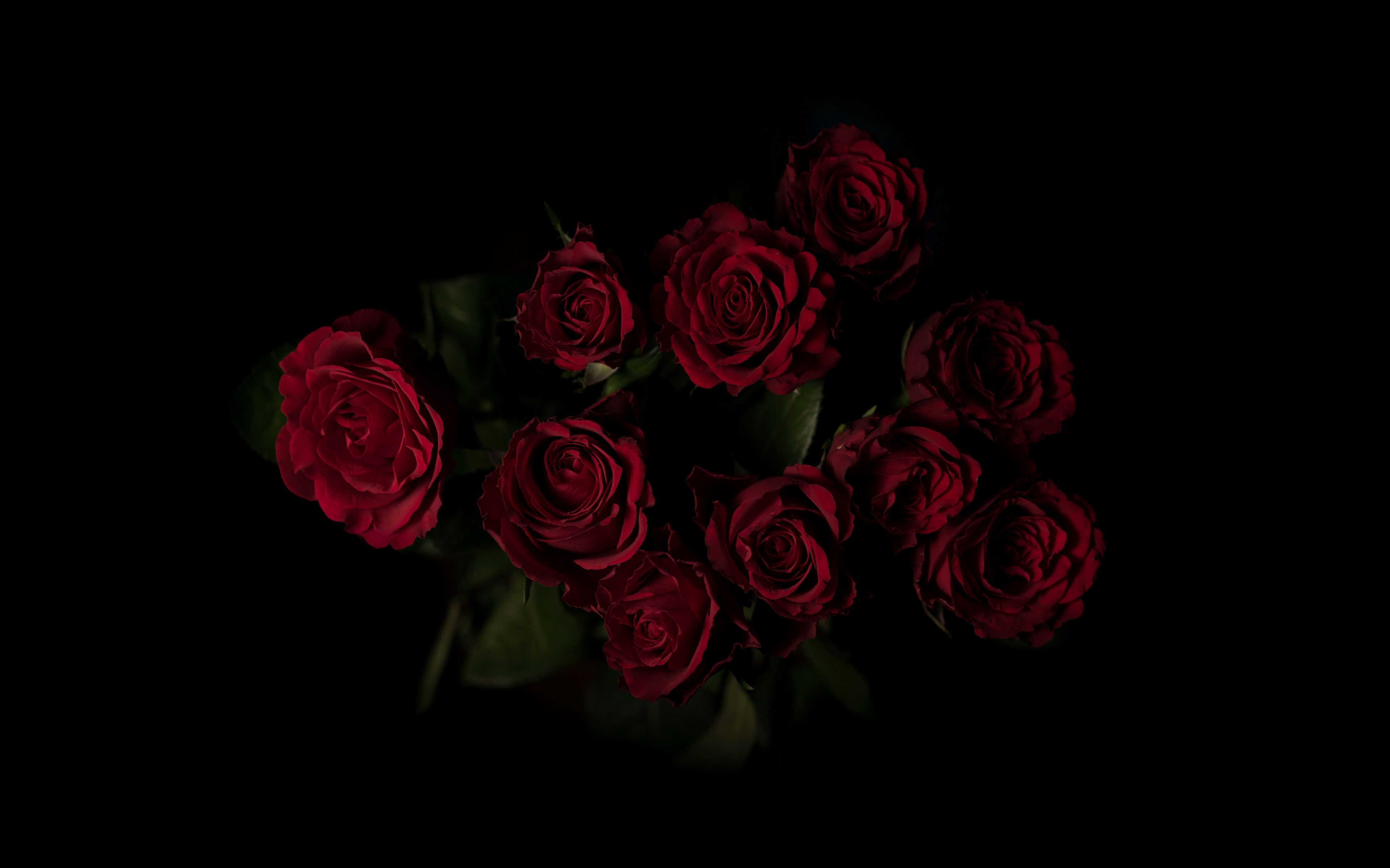 Red Rose 4K Wallpapers