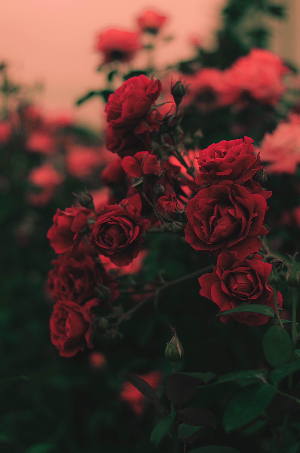 Red Rose Aesthetic Wallpapers