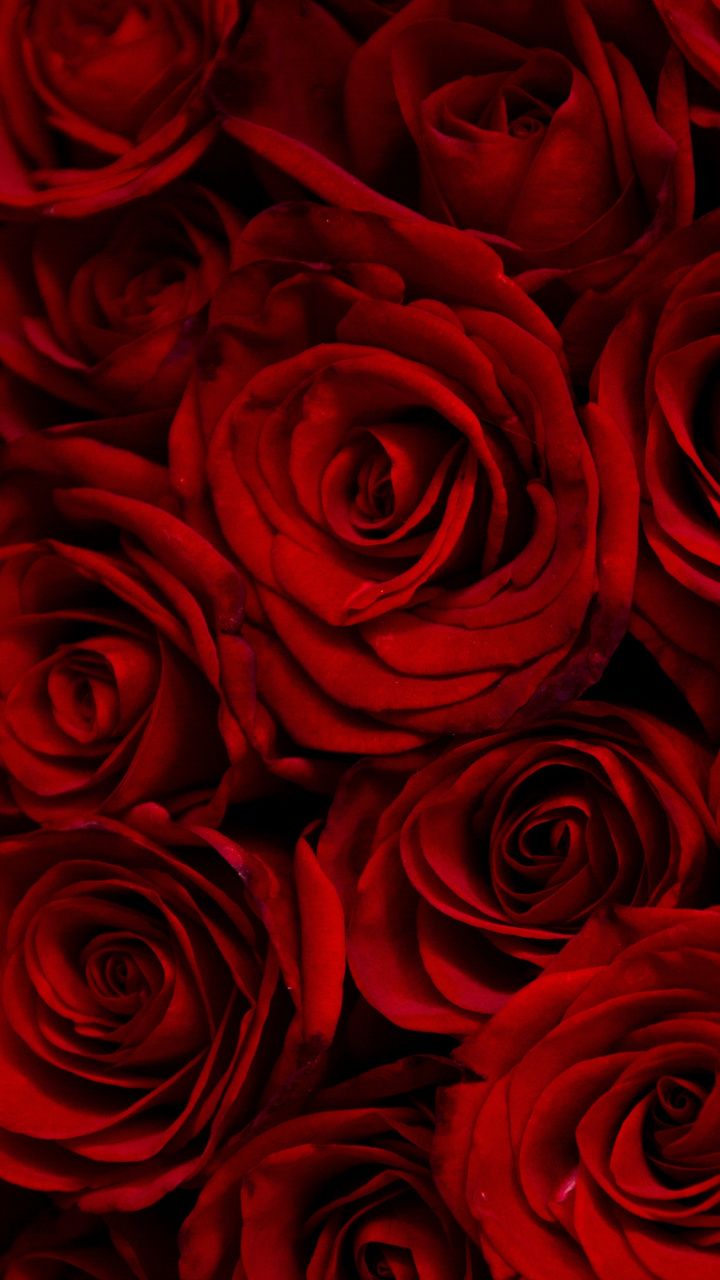 Red Rose Aesthetic Wallpapers