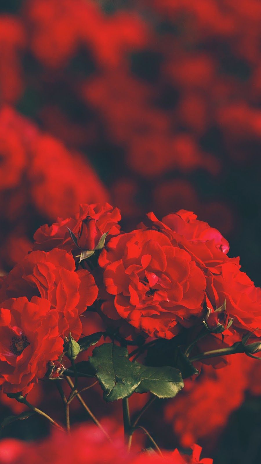 Red Rose Aesthetic Wallpapers