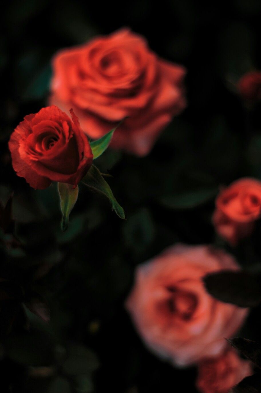 Red Rose Aesthetic Wallpapers