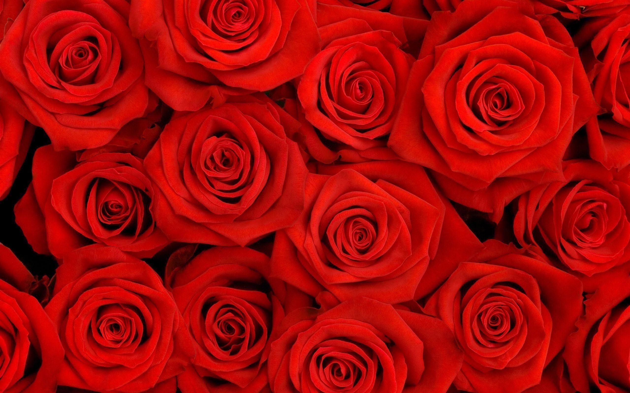 Red Rose Aesthetic Wallpapers