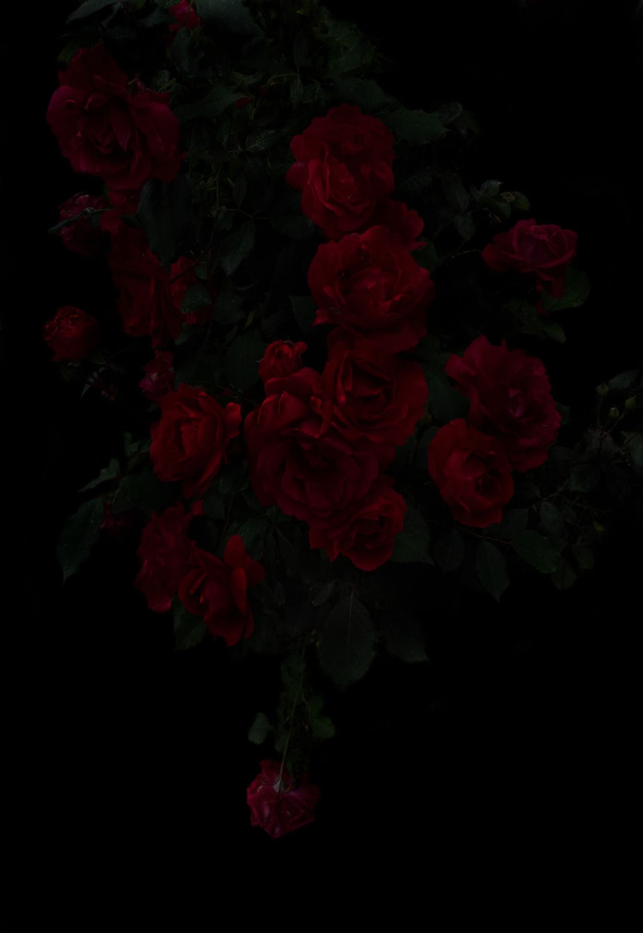 Red Rose Aesthetic Wallpapers