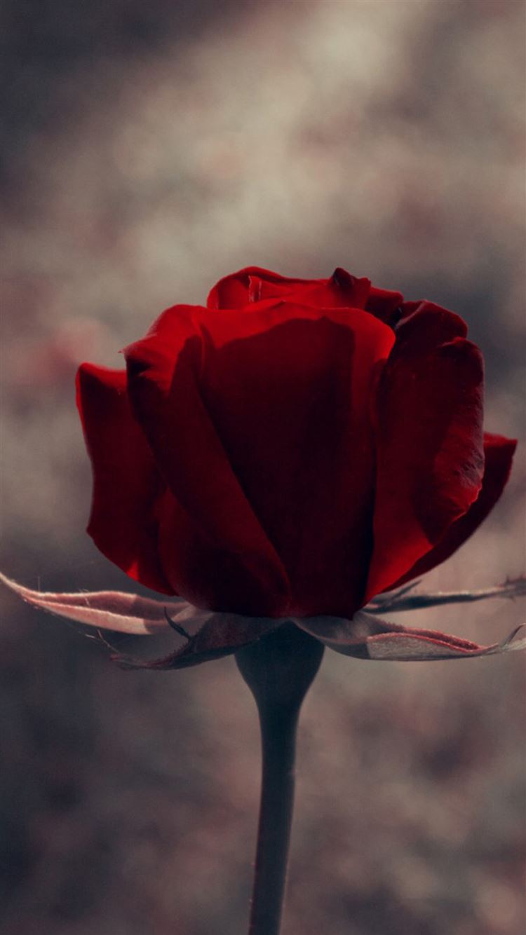 Red Rose Aesthetic Wallpapers