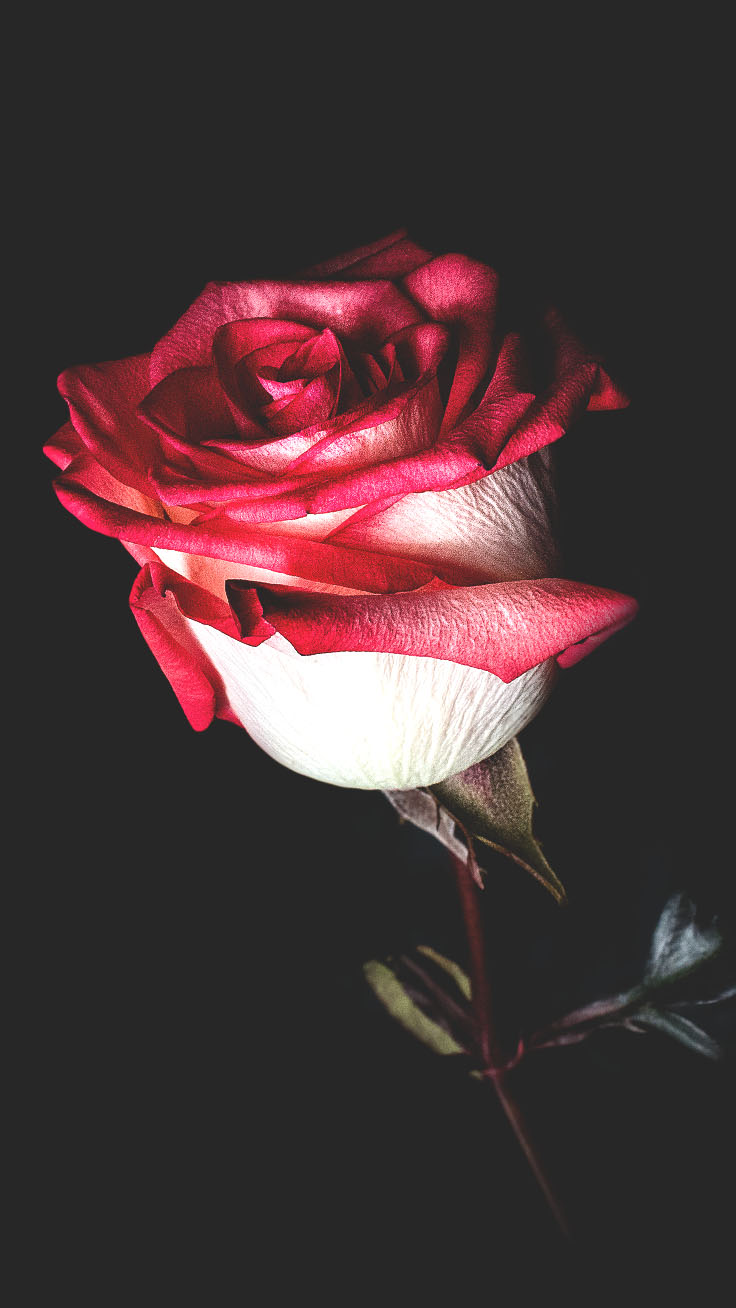 Red Rose Aesthetic Wallpapers
