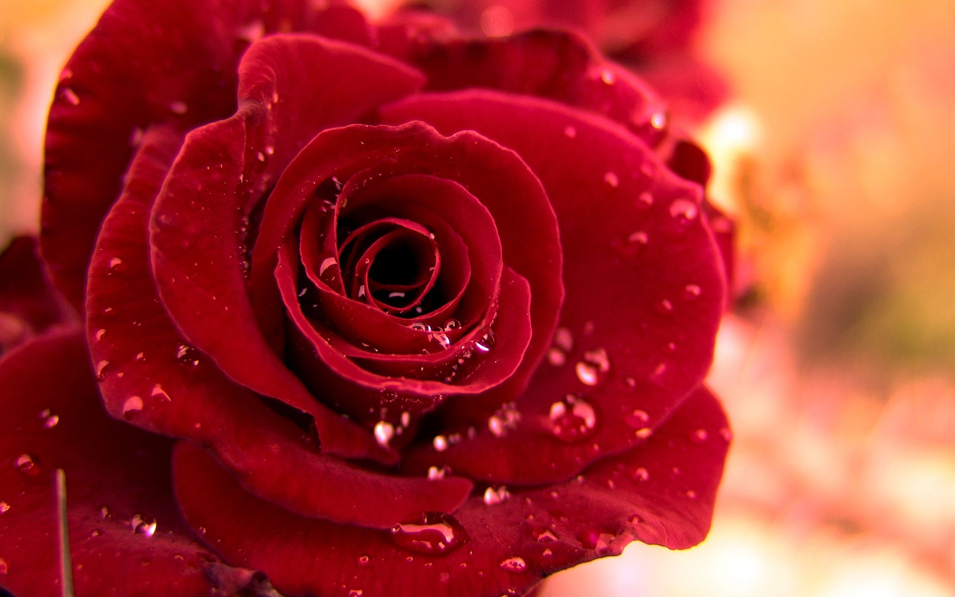 Red Rose Flower Wallpapers